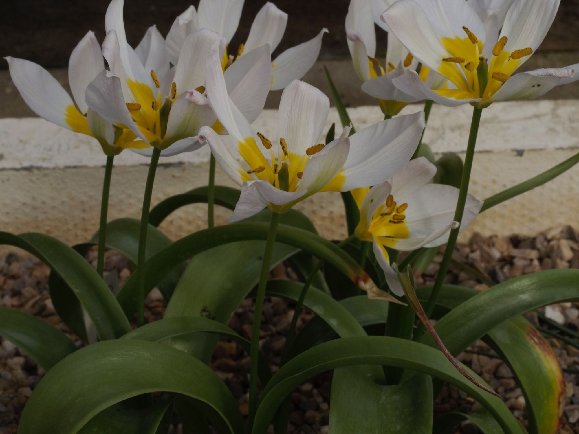 Image of Tulipa saxatilis