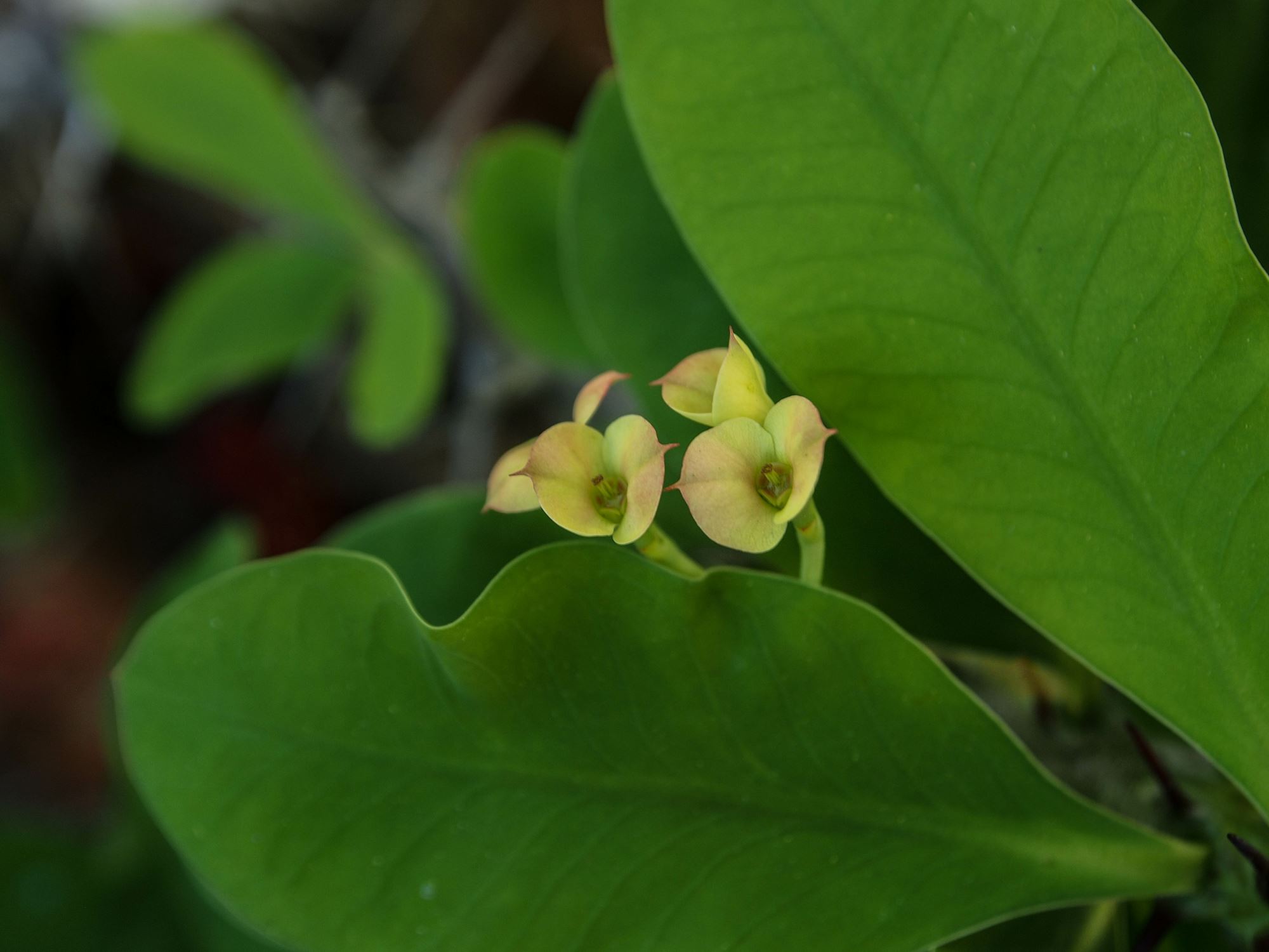 Image of Euphorbia milii var. splendens