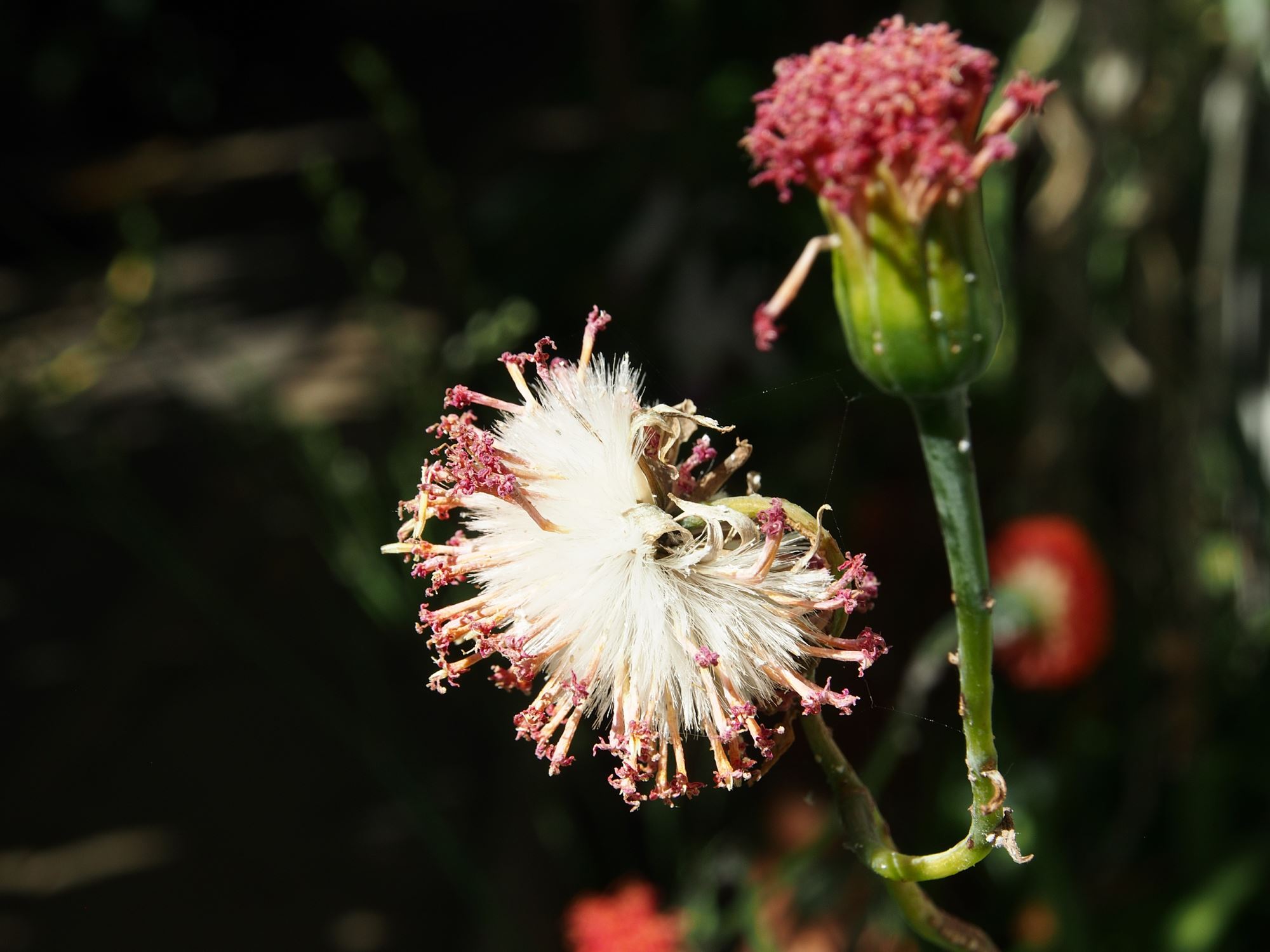 Image of Kleinia grantii