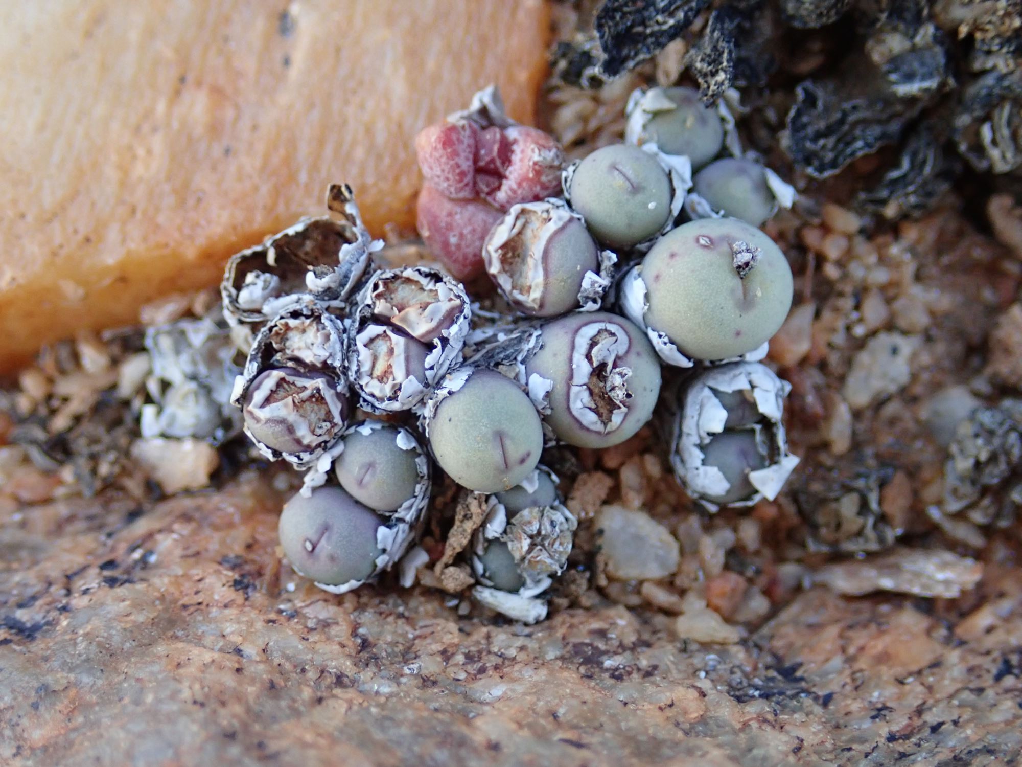 Image of Conophytum obscurum