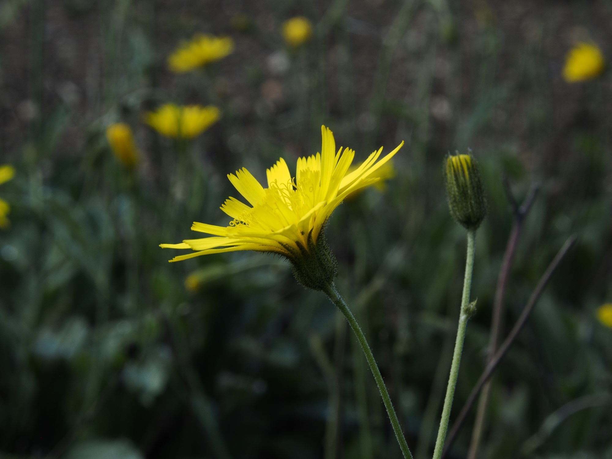Image of Hieracium zygophorum