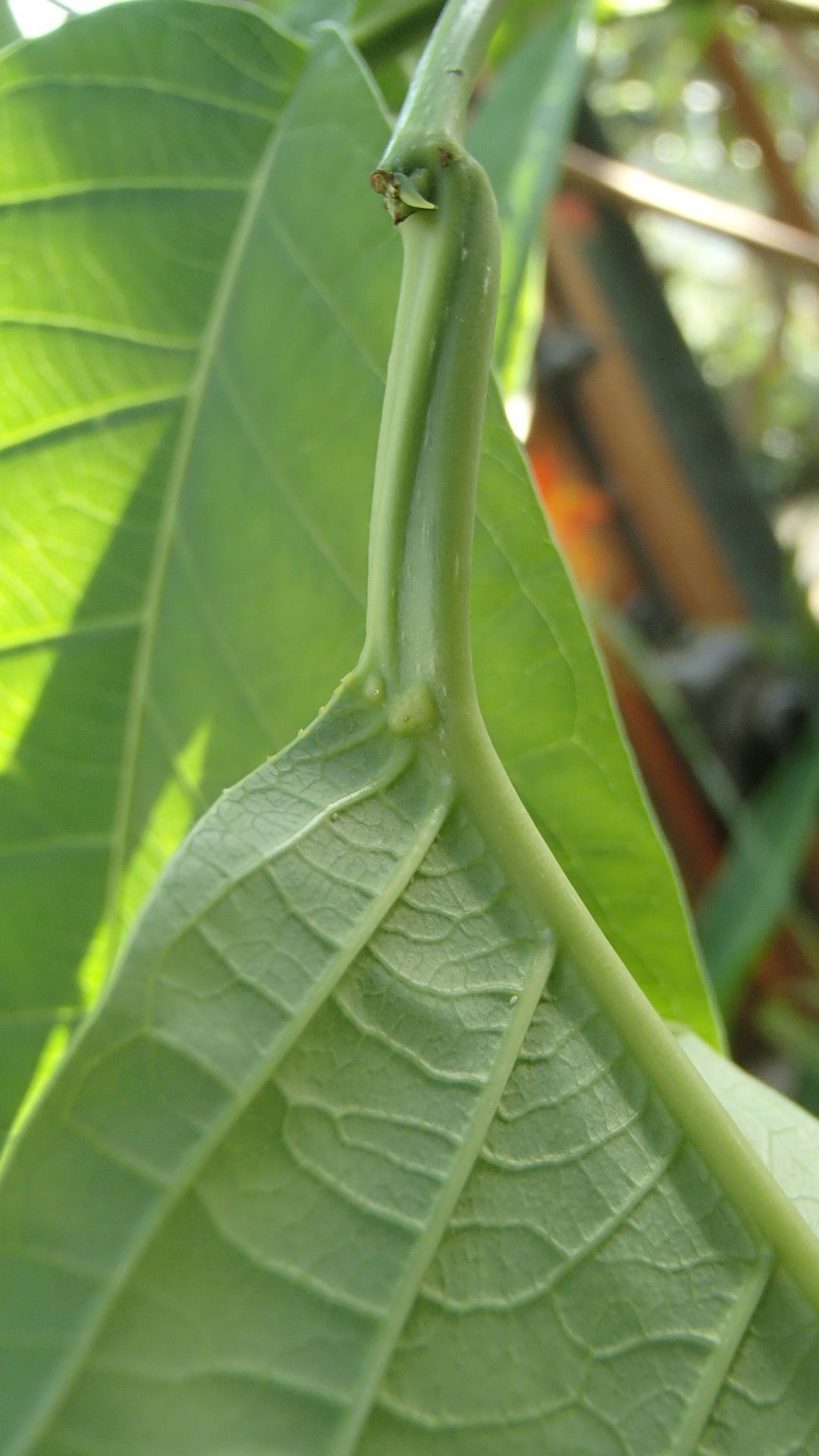 Image of Passiflora emarginata