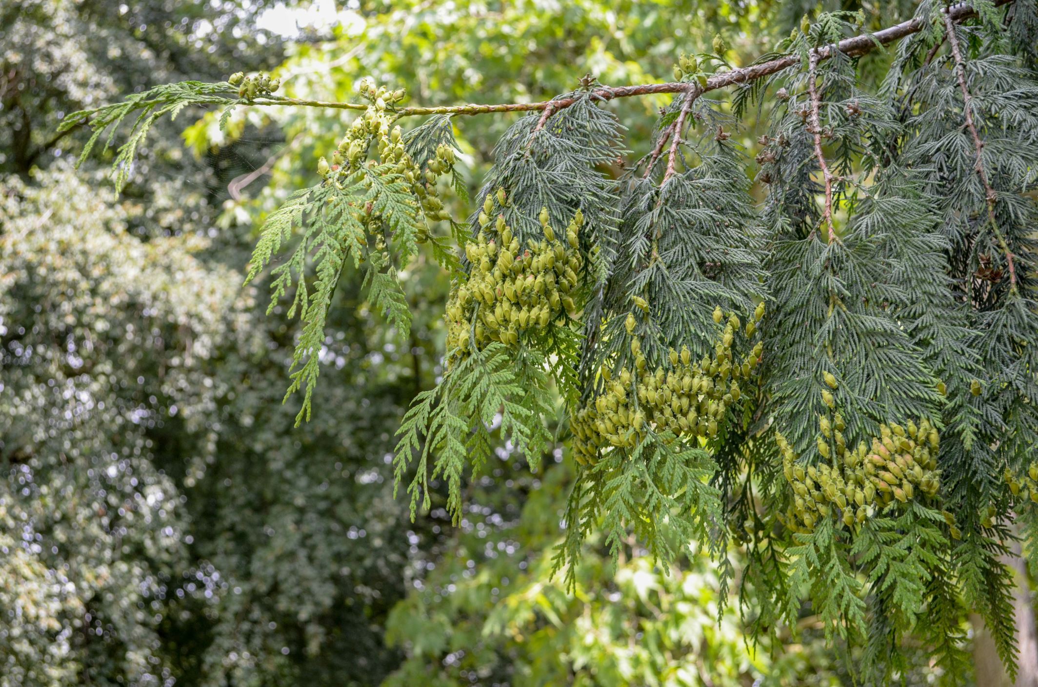 Image of Thuja plicata