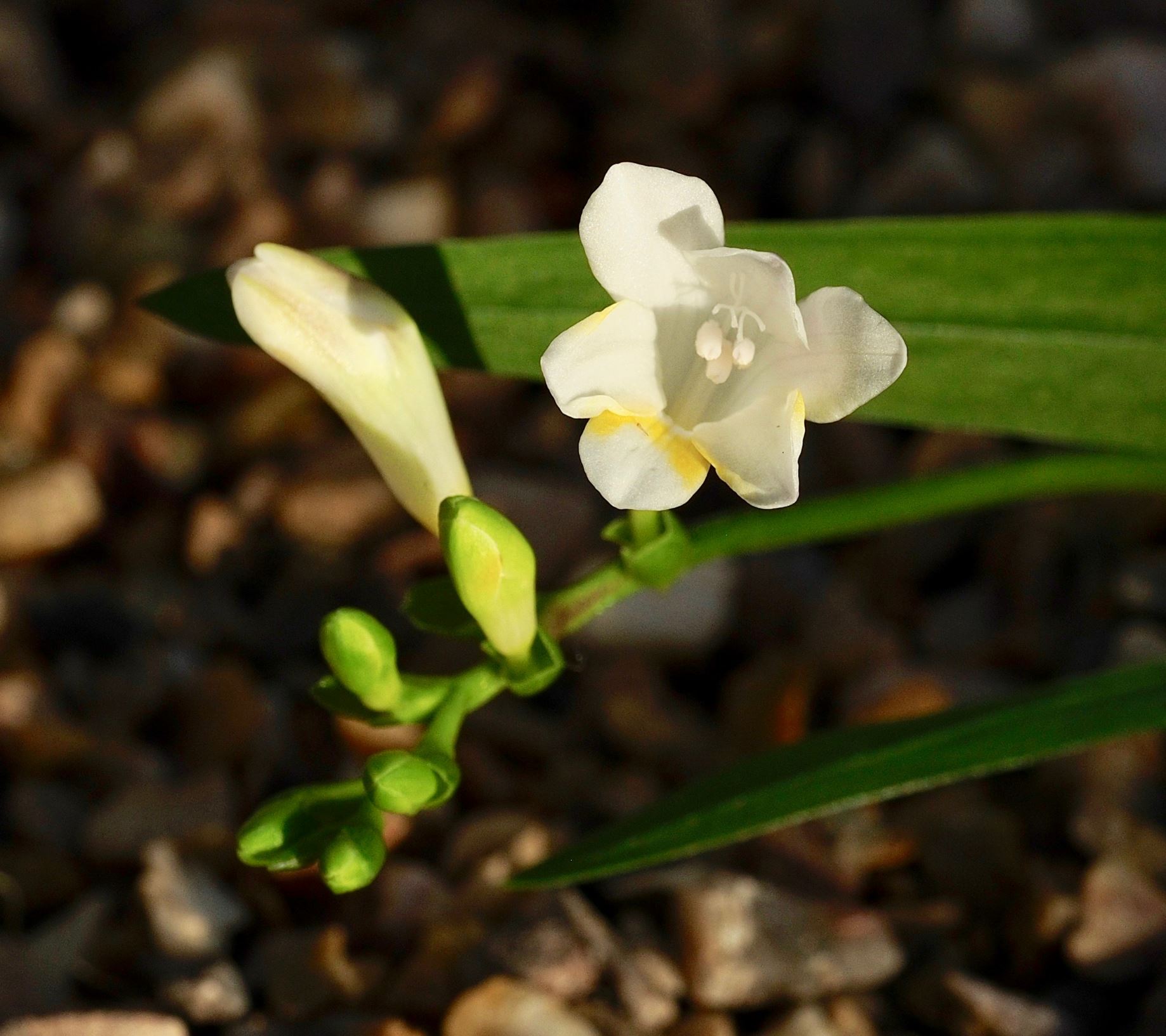 Image of Freesia caryophyllacea