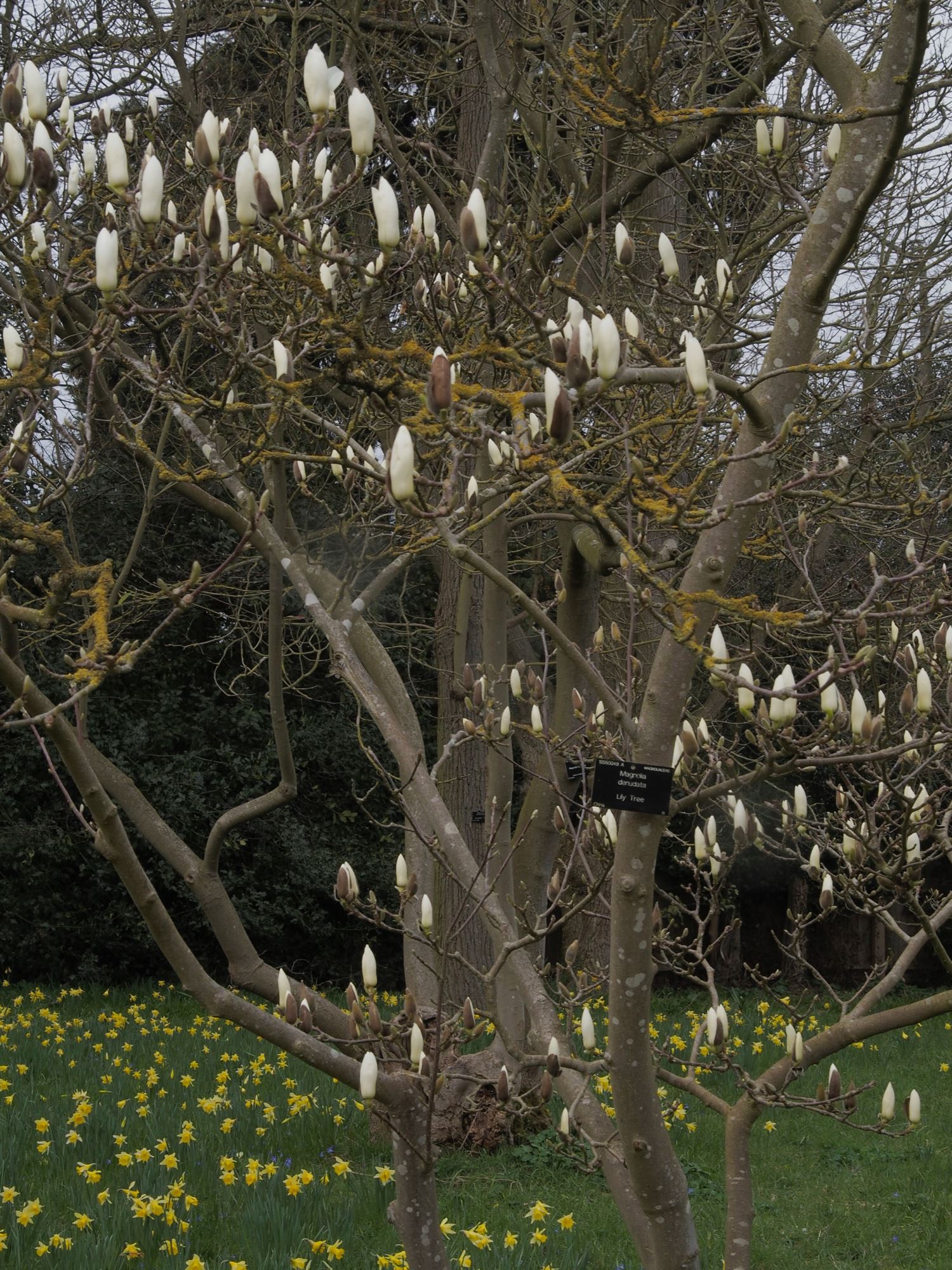 Image of Magnolia denudata
