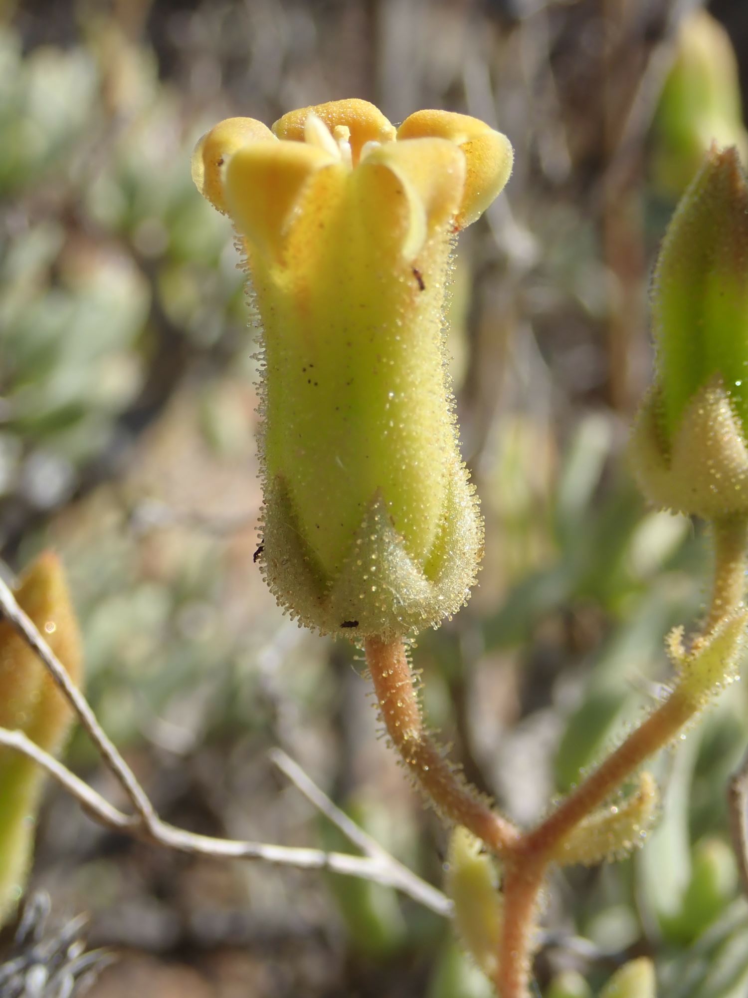 Image of Tylecodon hallii