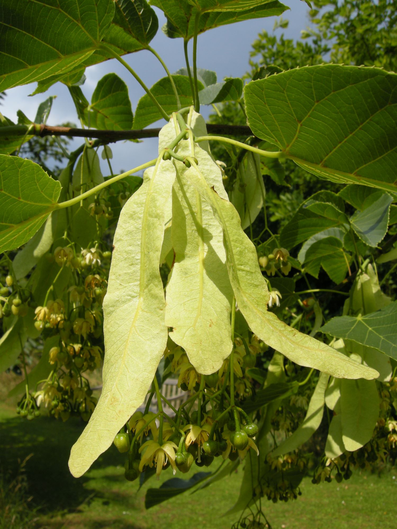 Image of Tilia nobilis