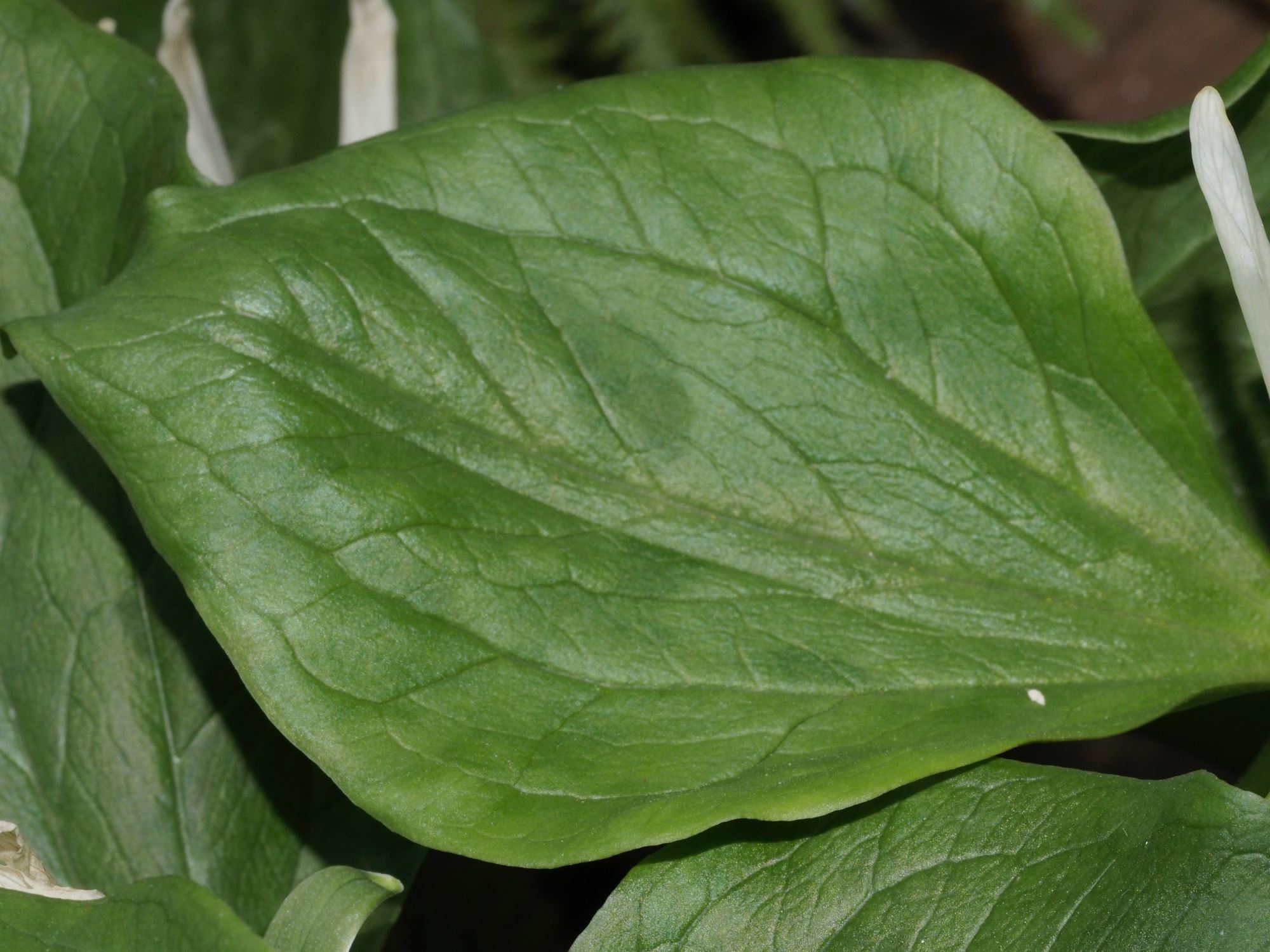 Image of Trillium ovatum