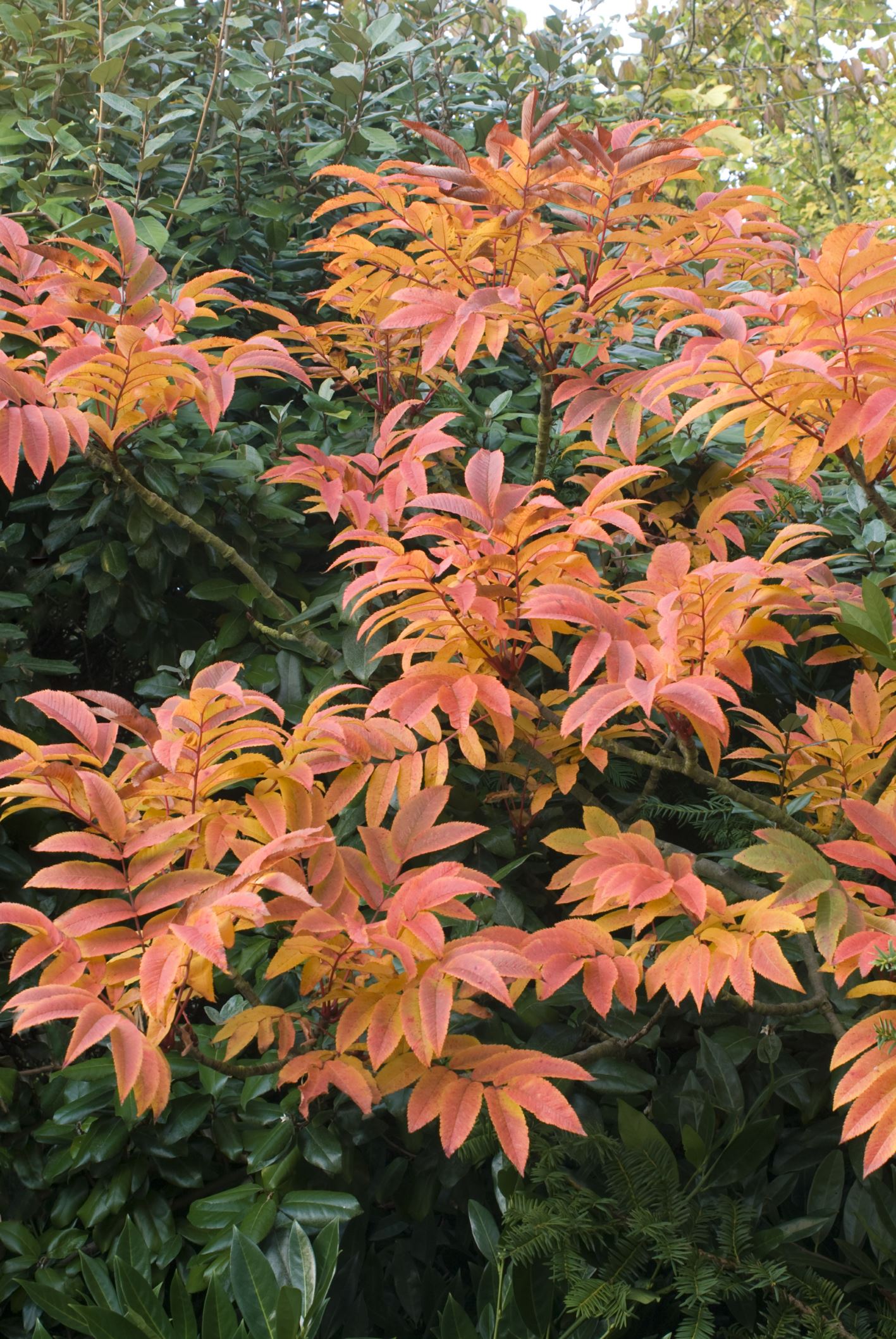 Image of Sorbus sargentiana