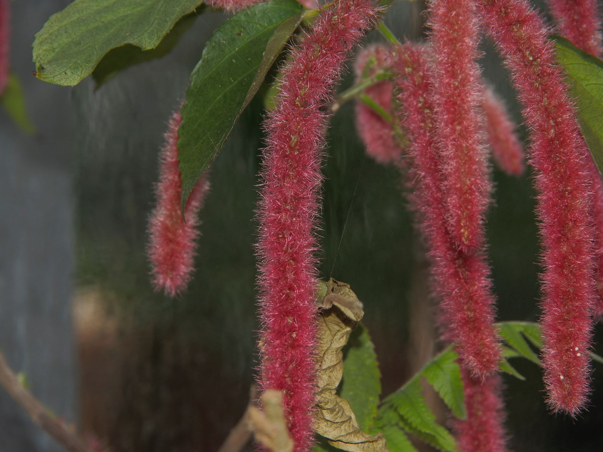Image of Acalypha hispida