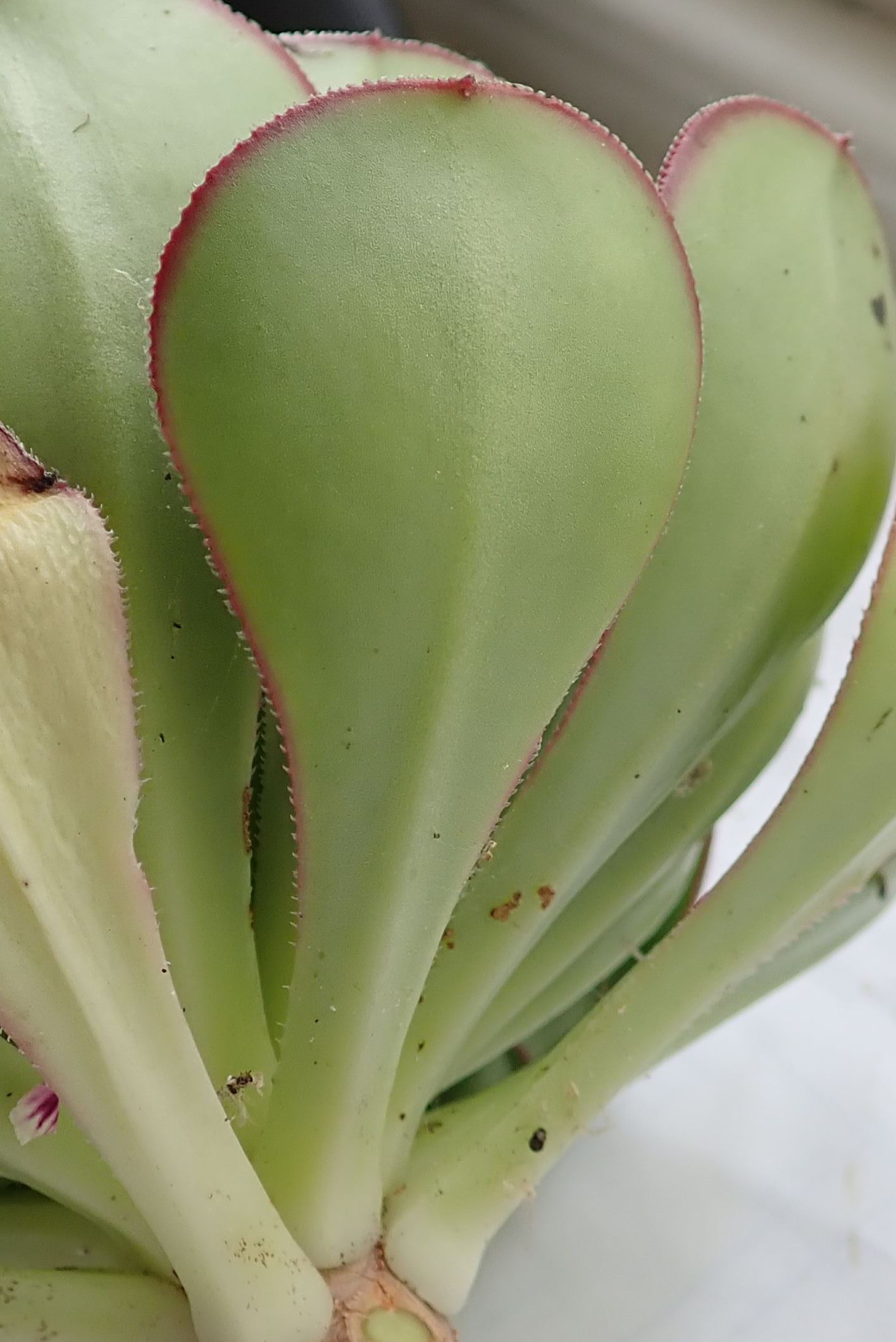 Image of Aeonium urbicum