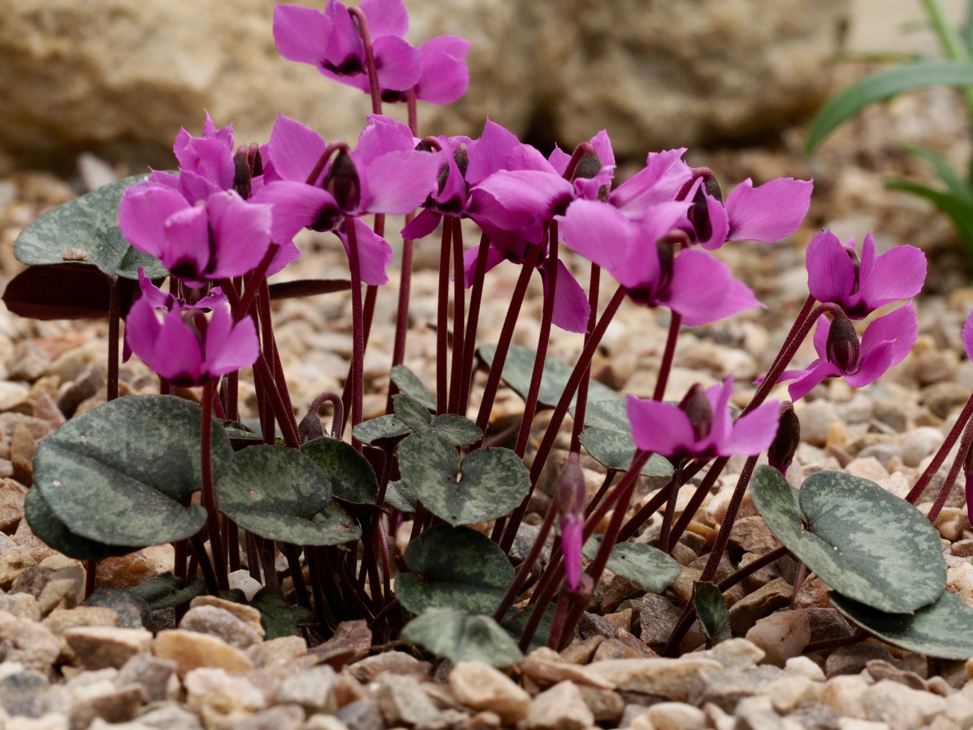 Image of Cyclamen alpinum