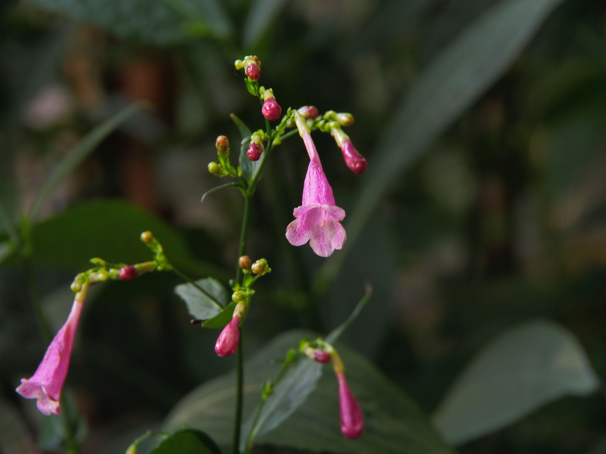 Image of Strobilanthes hamiltoniana