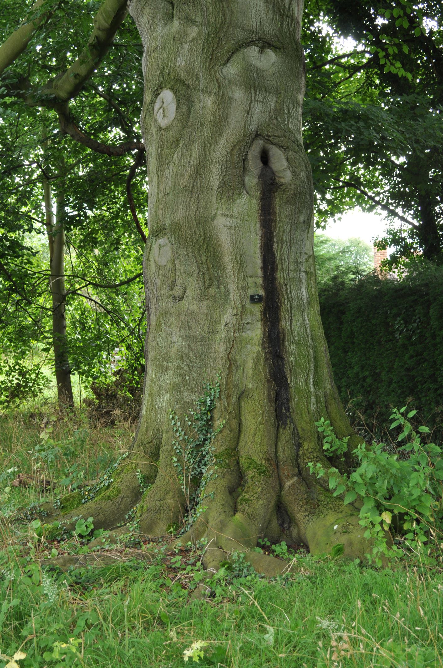Image of Fagus sylvatica
