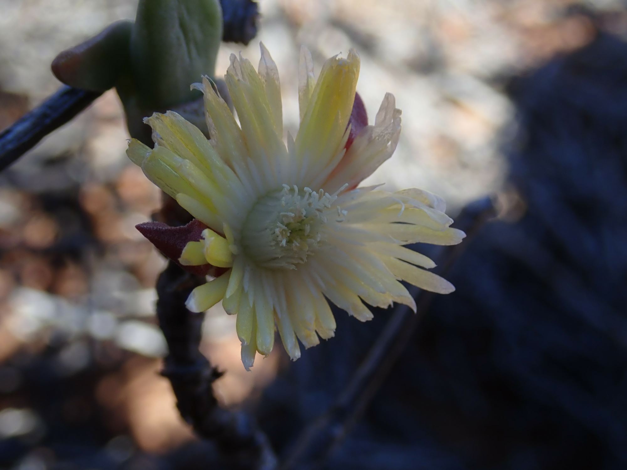 Image of Mitrophyllum sp.