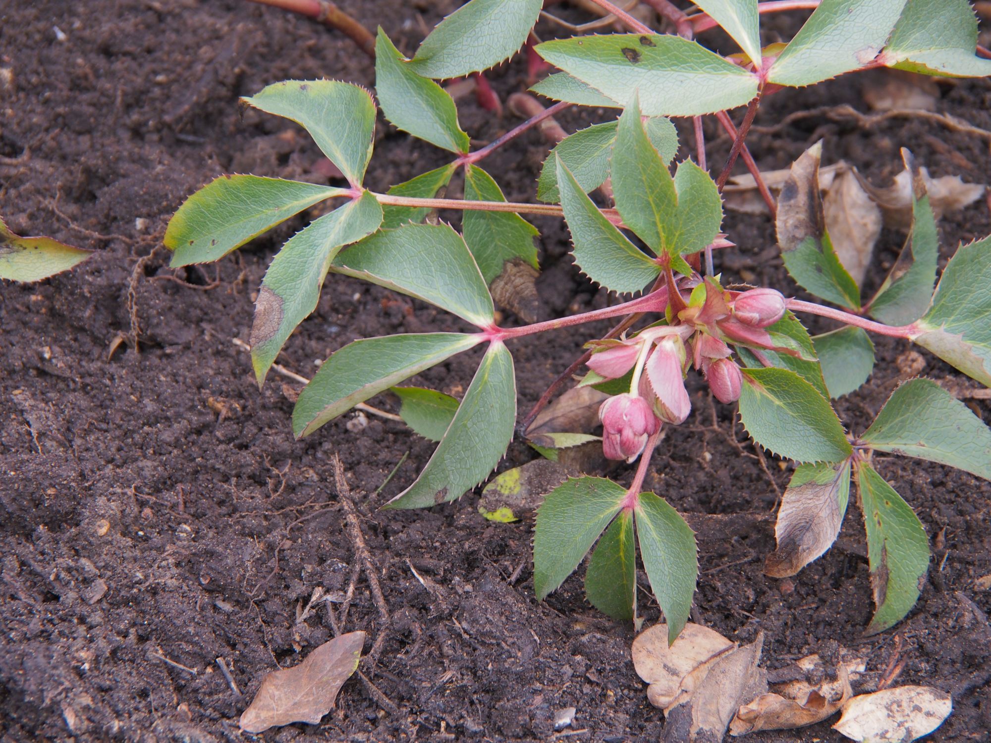 Image of Helleborus Ã— sternii 'Pewter'