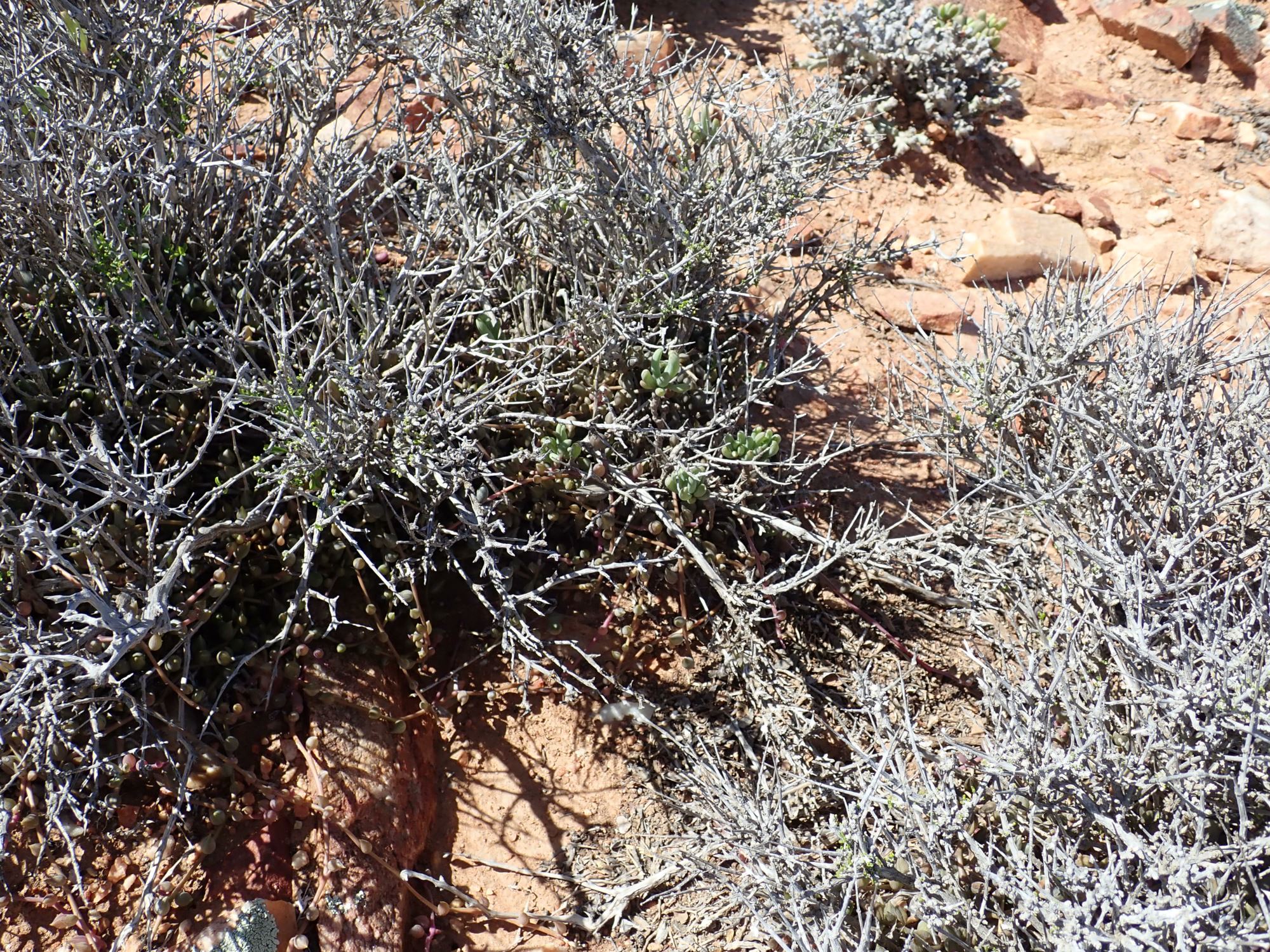 Image of Antimima sp.