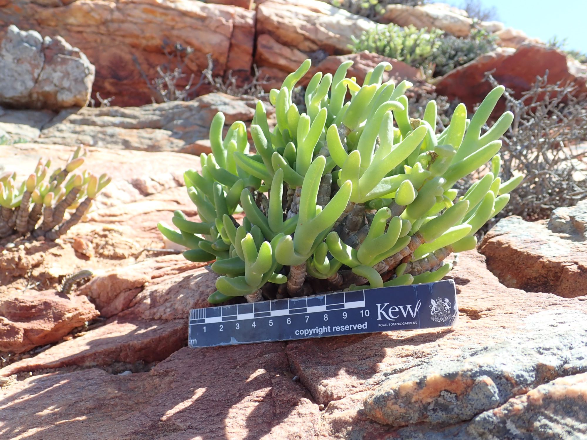 Image of Amphibolia sp.