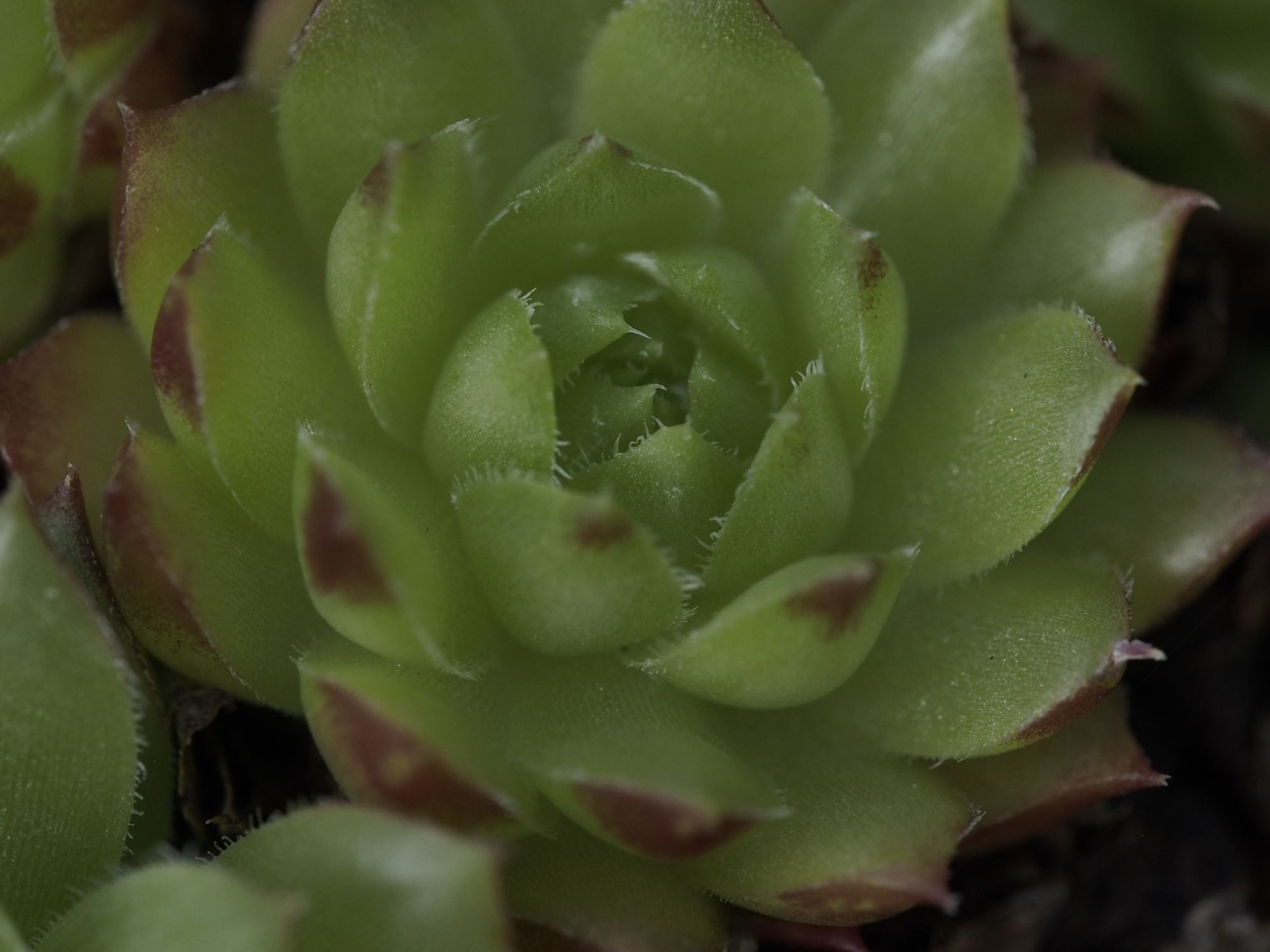 Image of Sempervivum soboliferum