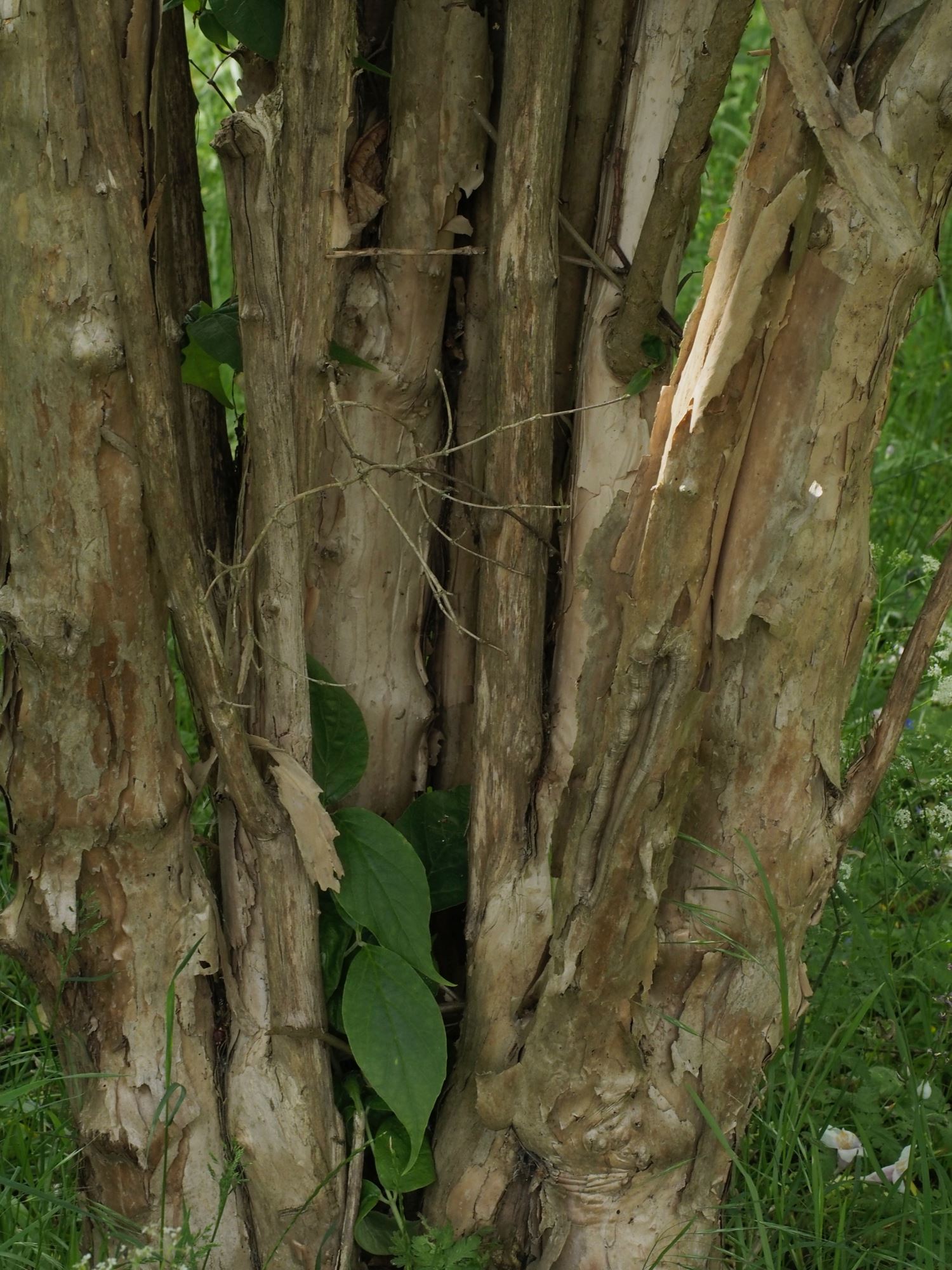 Image of Linnaea dipelta