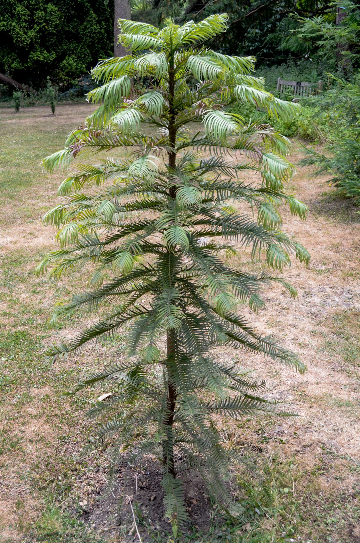 Image of Wollemia nobilis