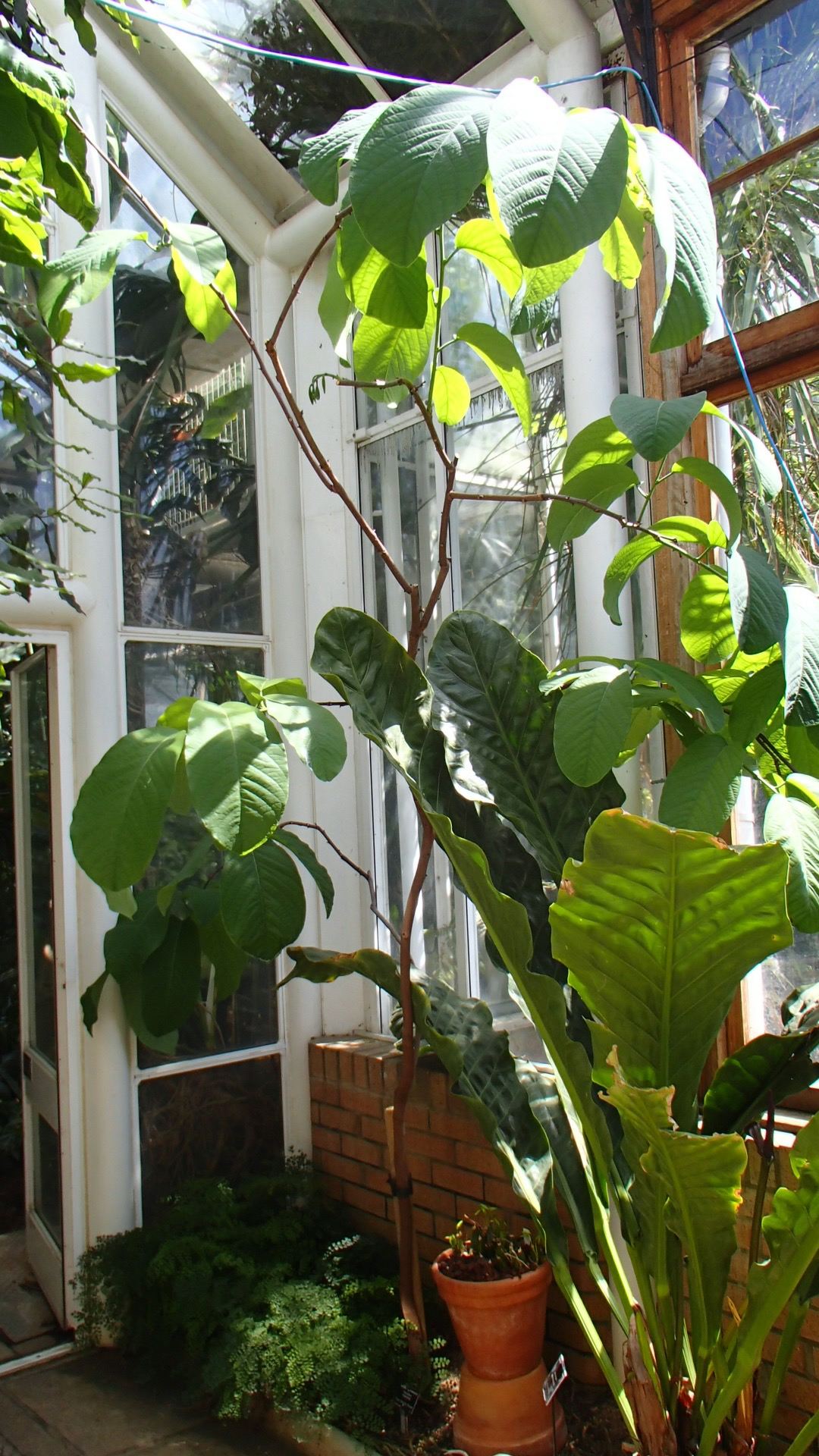 Image of Passiflora lindeniana