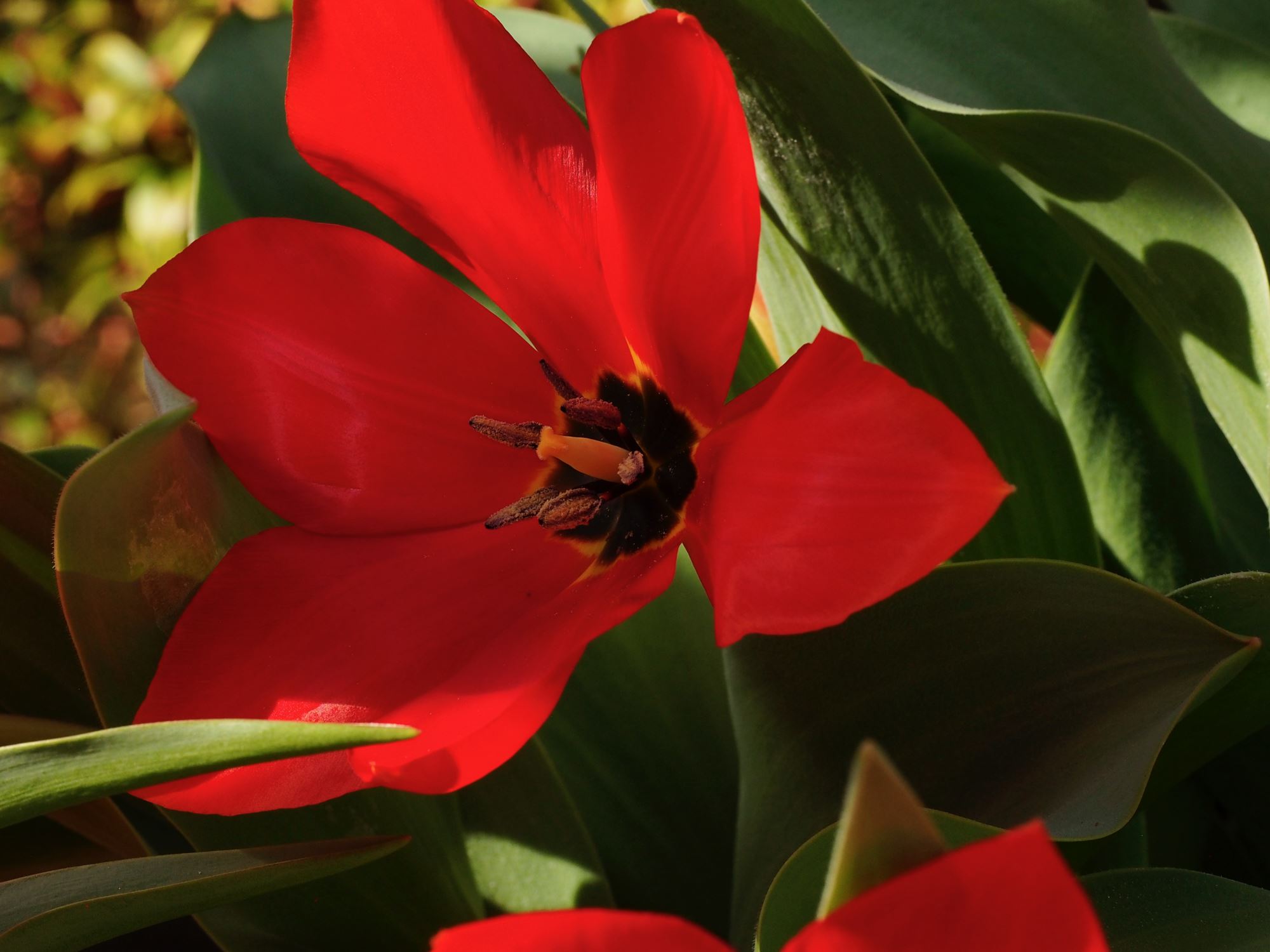 Image of Tulipa fosteriana 'Princeps'
