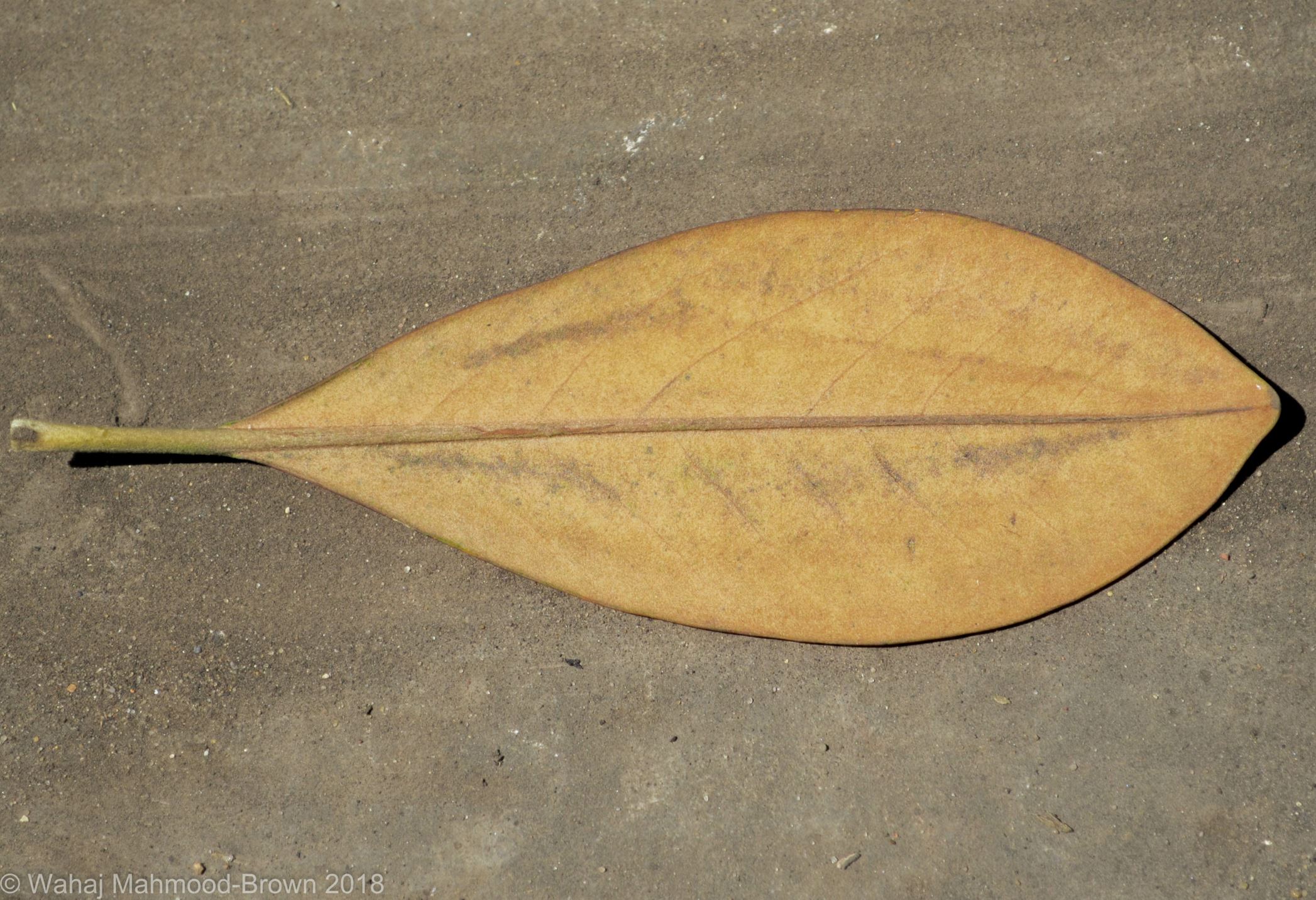 Image of Magnolia grandiflora