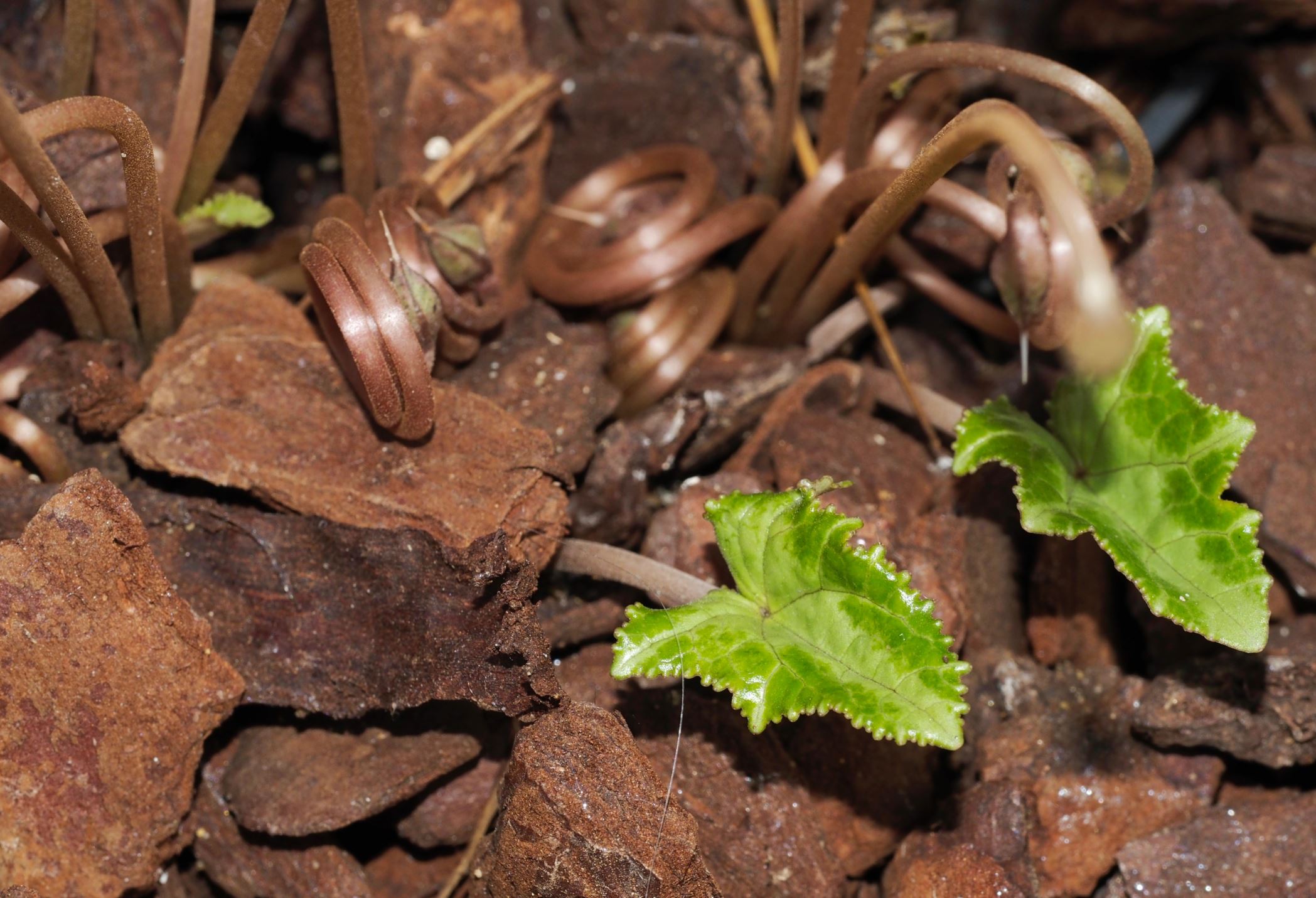 Image of Cyclamen hederifolium [Silver foliage]