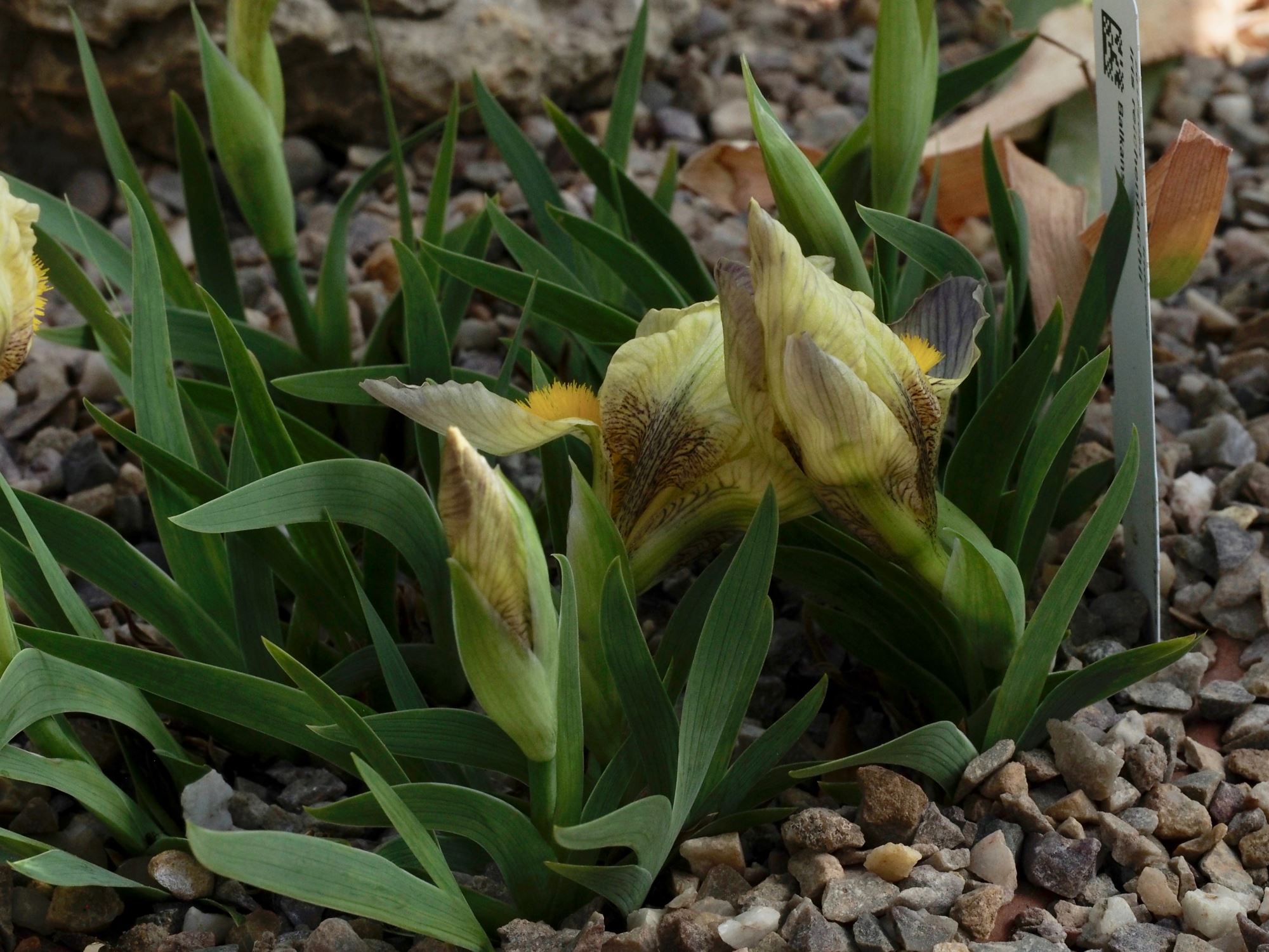 Image of Iris reichenbachii