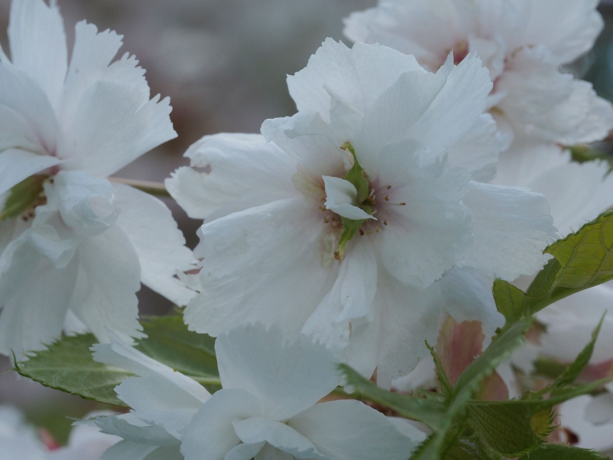 Image of Prunus 'Shogetsu'