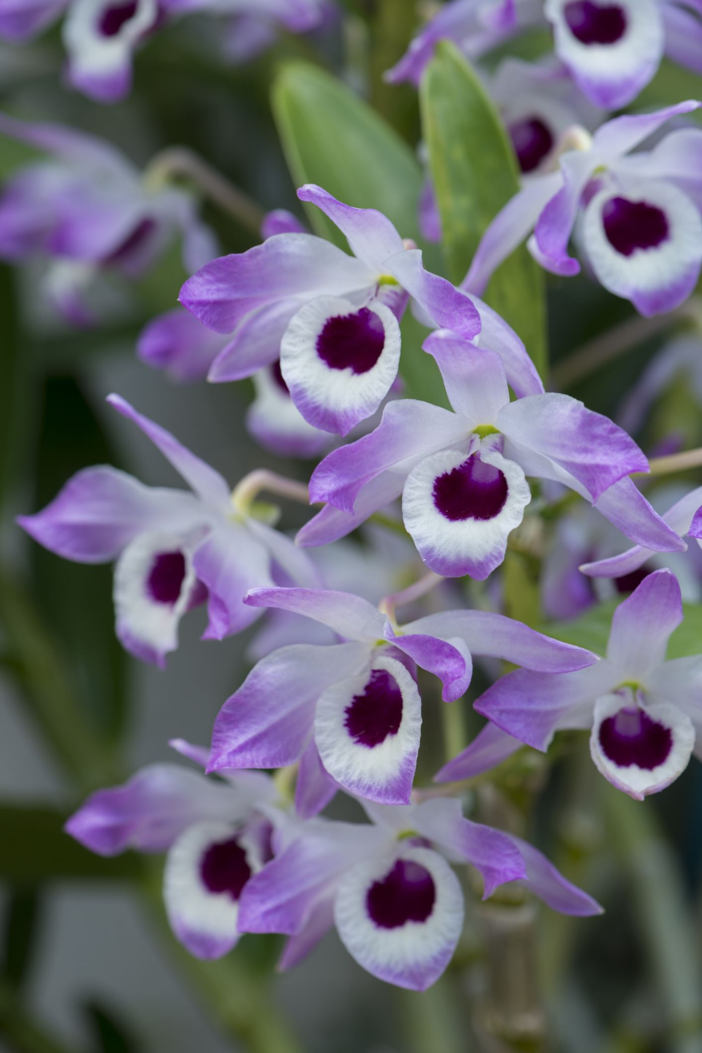 Image of Dendrobium nobile 'Cooksonianum'