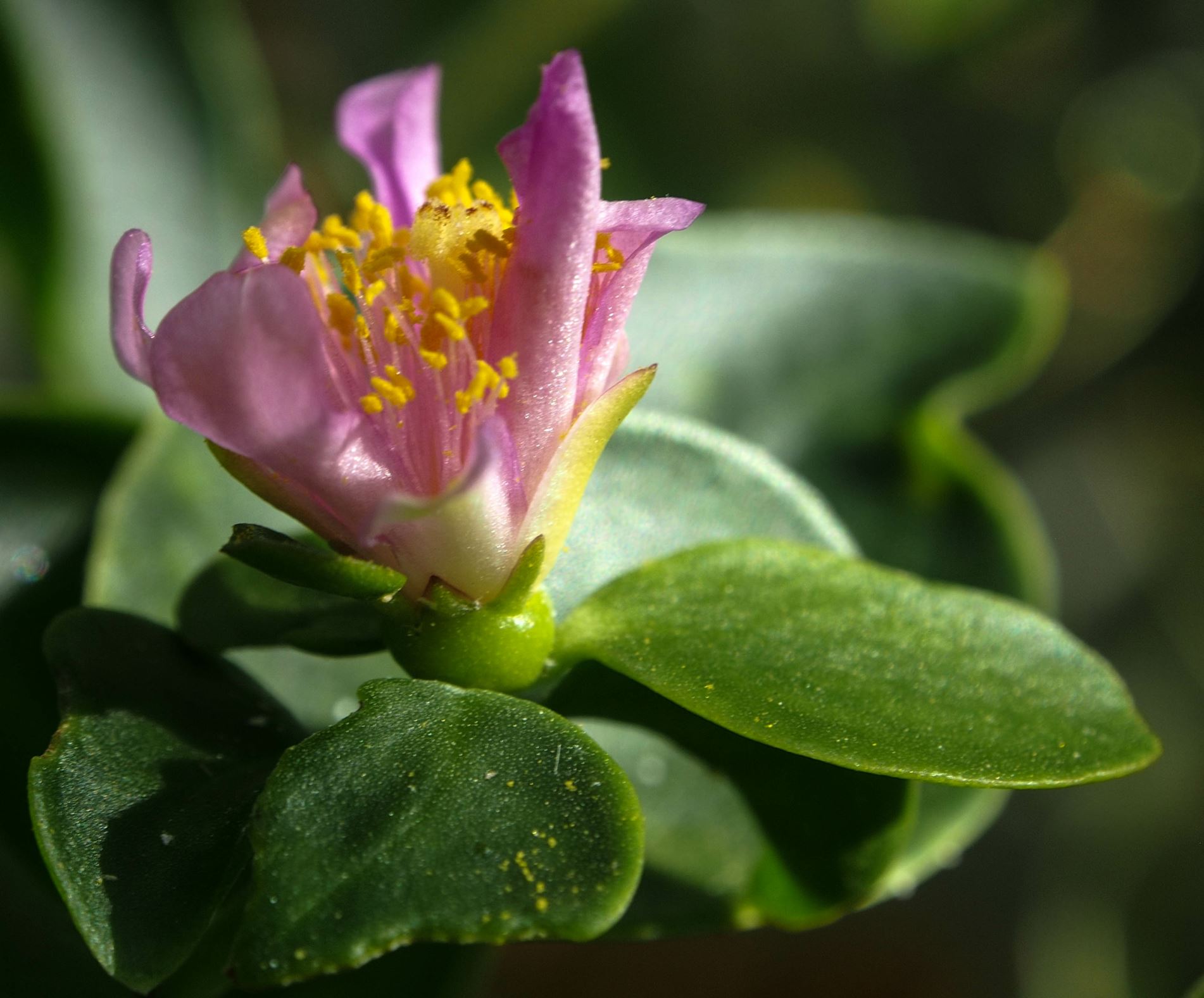 Image of Pereskia weberiana