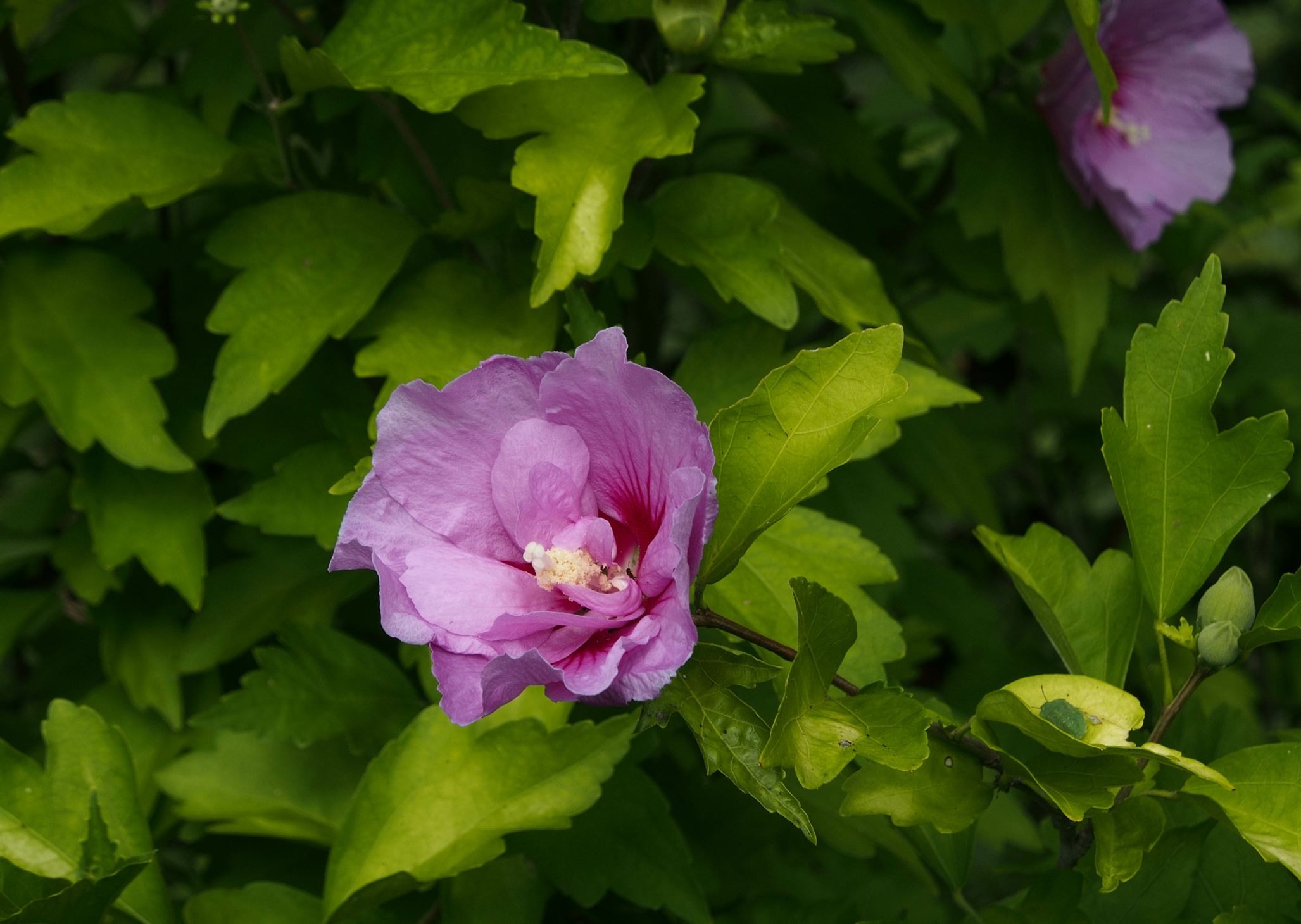 Image of Hibiscus 'Lavender Chiffon'