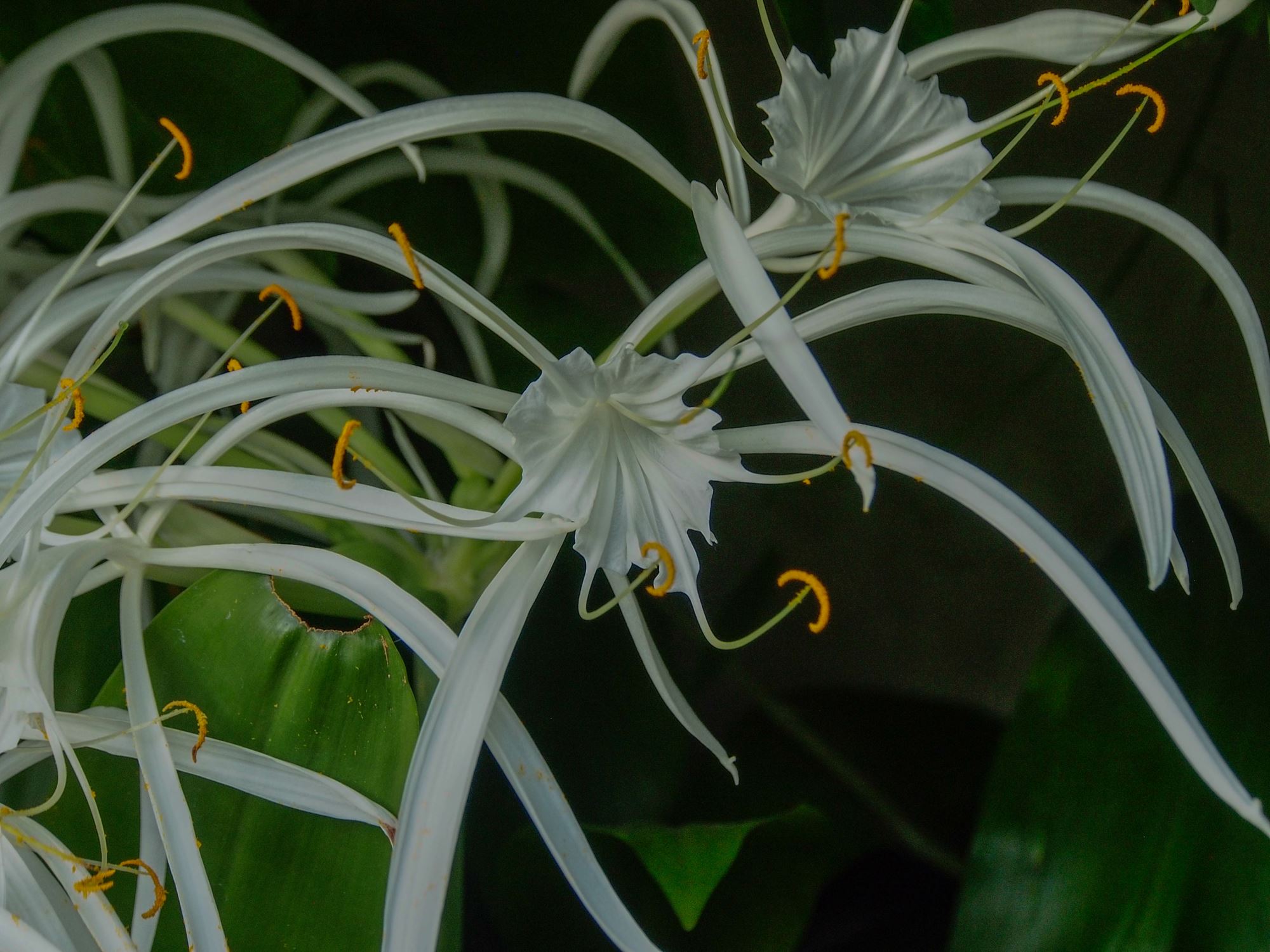 Image of Hymenocallis caribaea