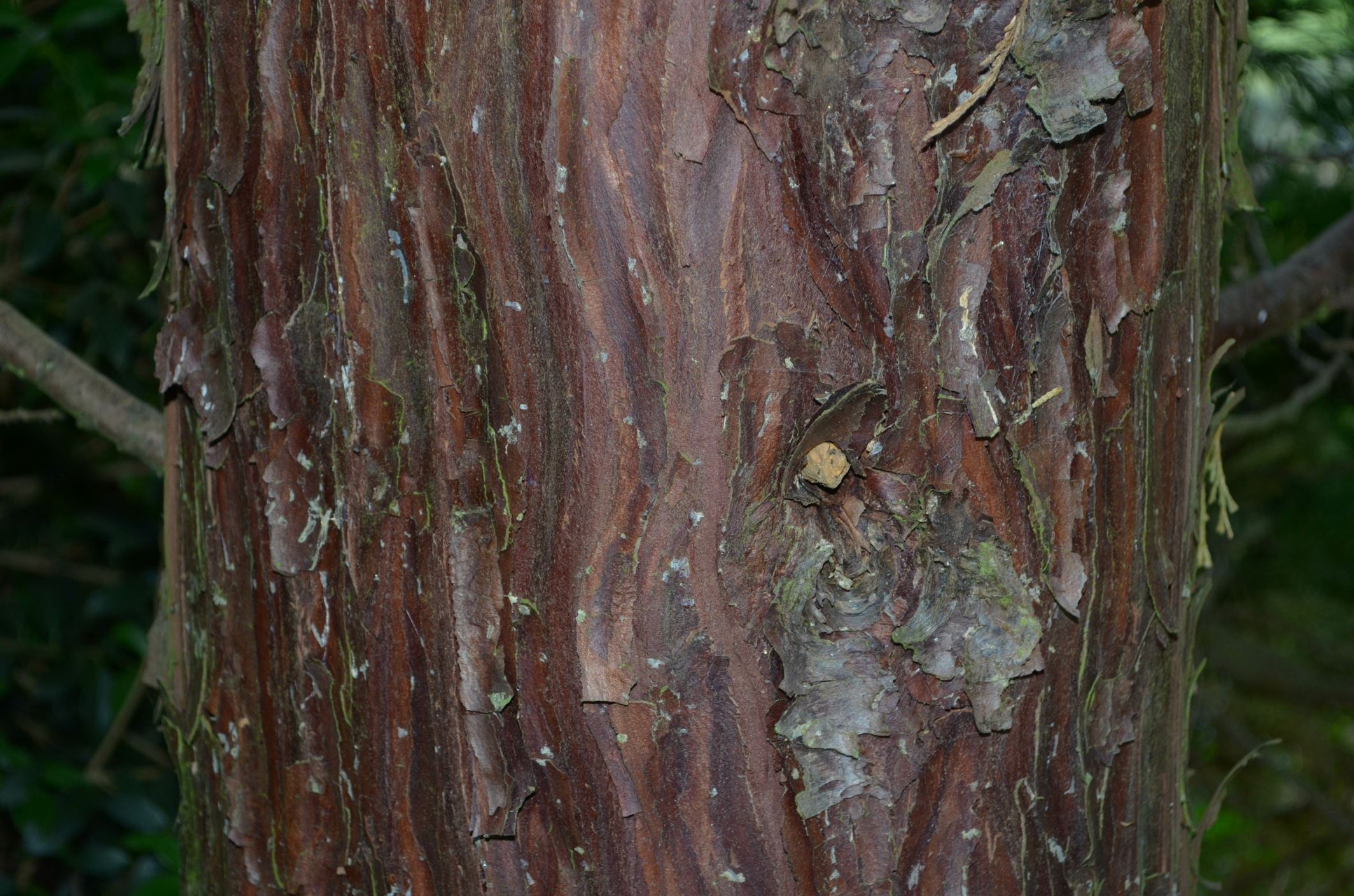 Image of Calocedrus decurrens 'Pillar'