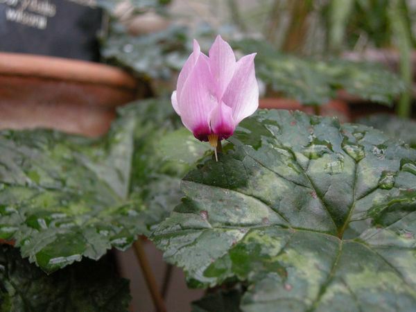 Image of Cyclamen africanum