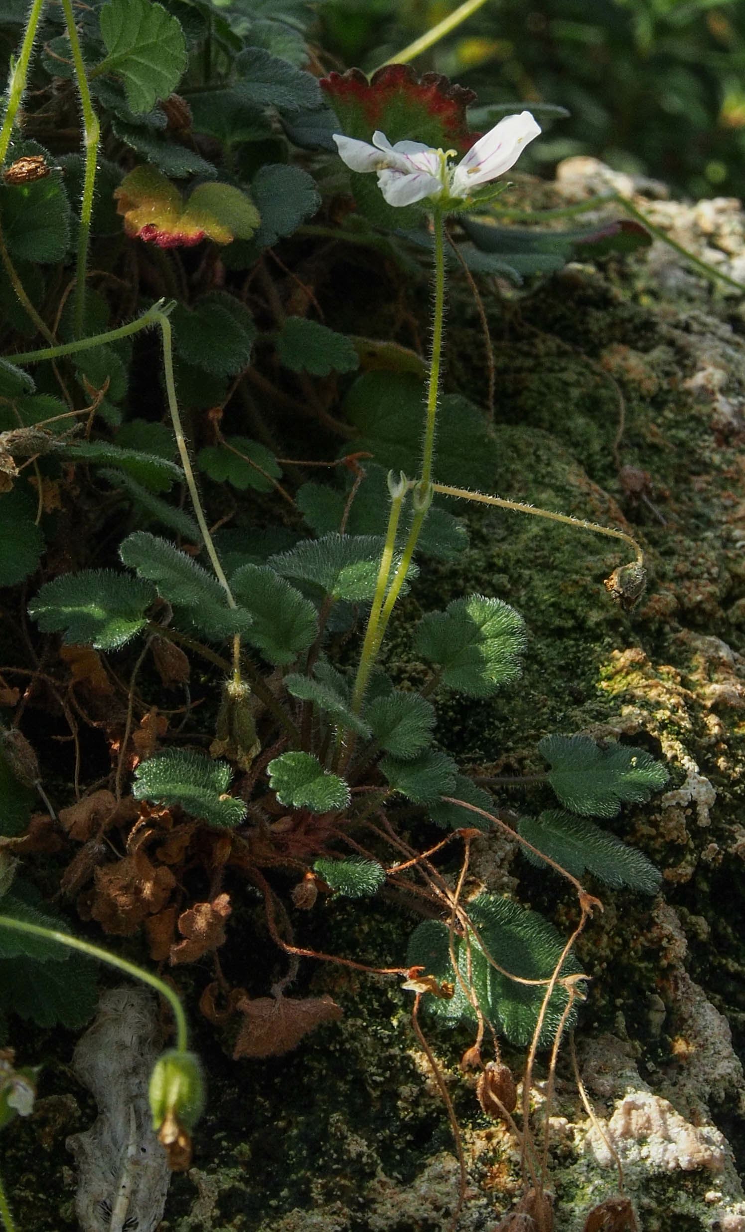 Image of Erodium Ã— variabile 'Album'