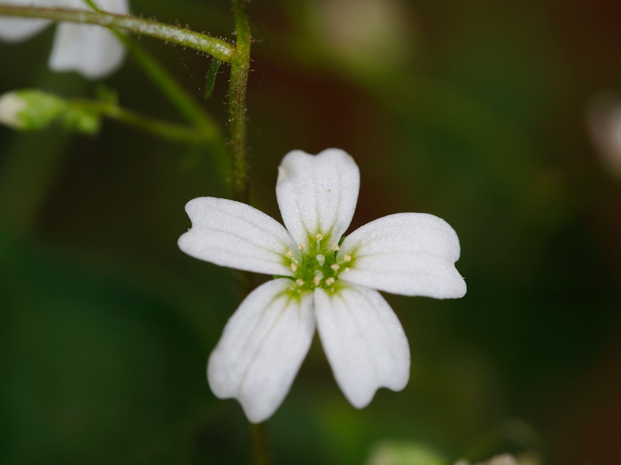 Image of Saxifraga berica