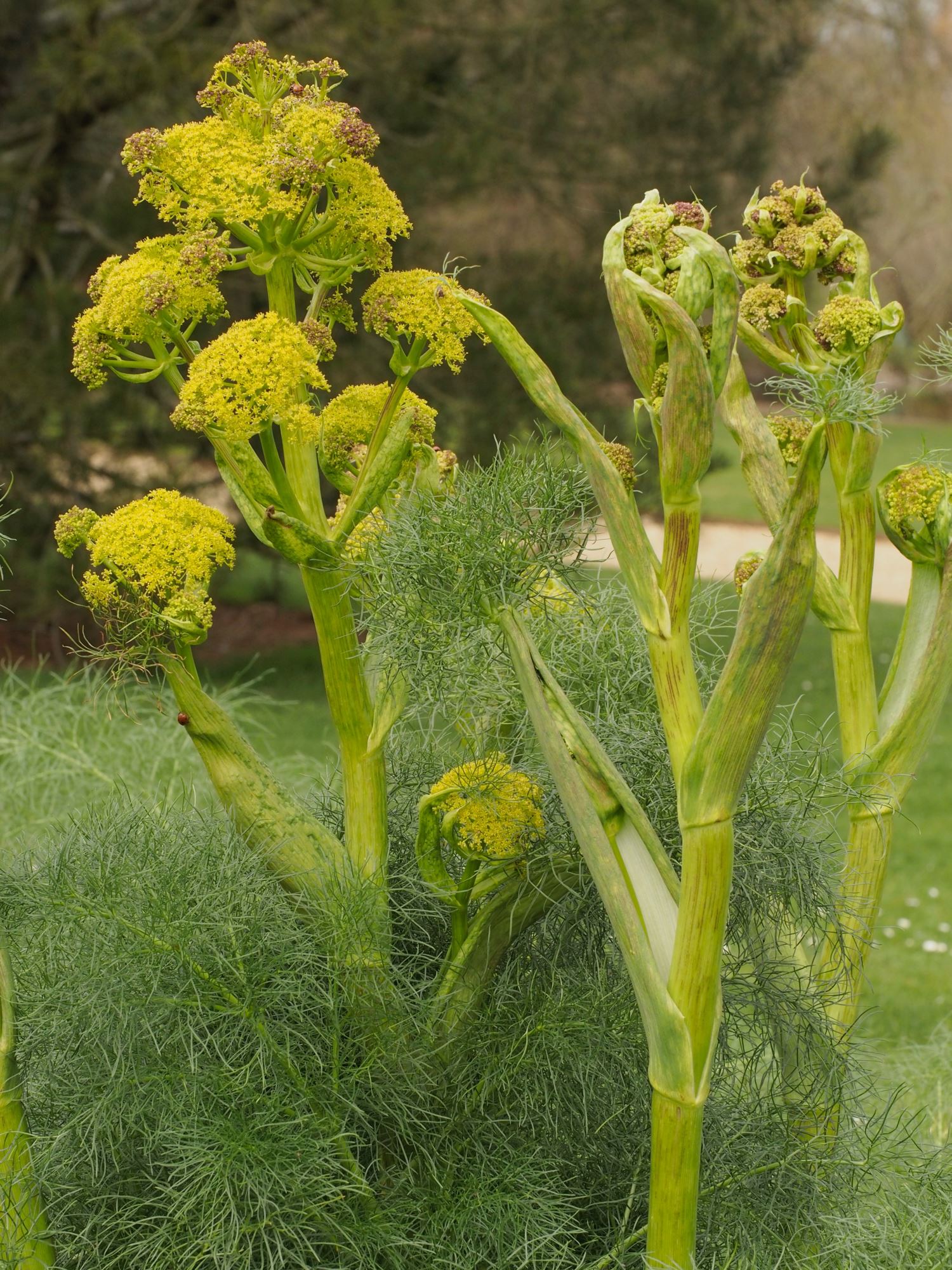 Image of Ferula communis