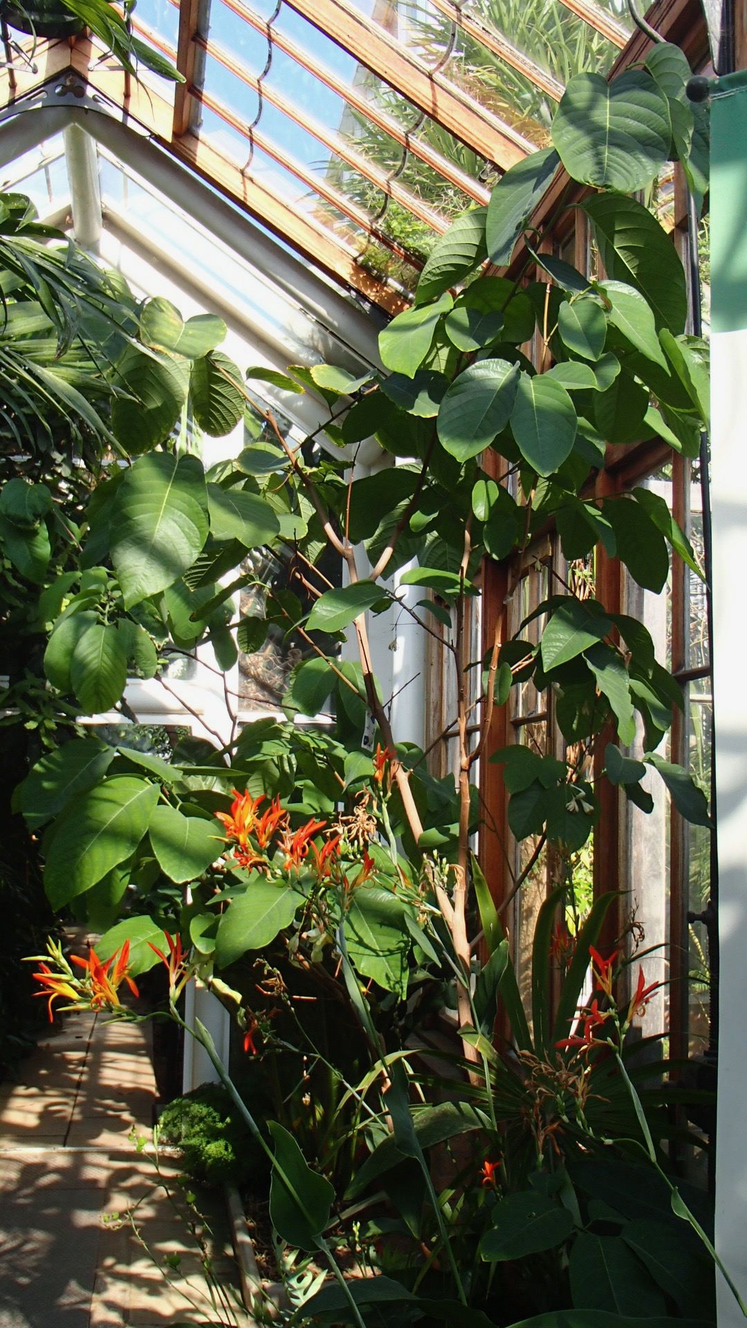 Image of Passiflora emarginata