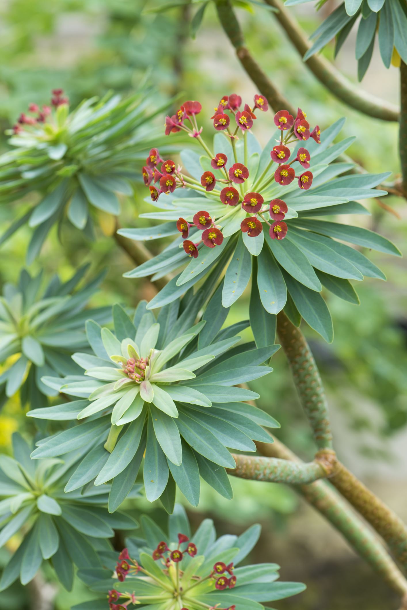 Image of Euphorbia atropurpurea