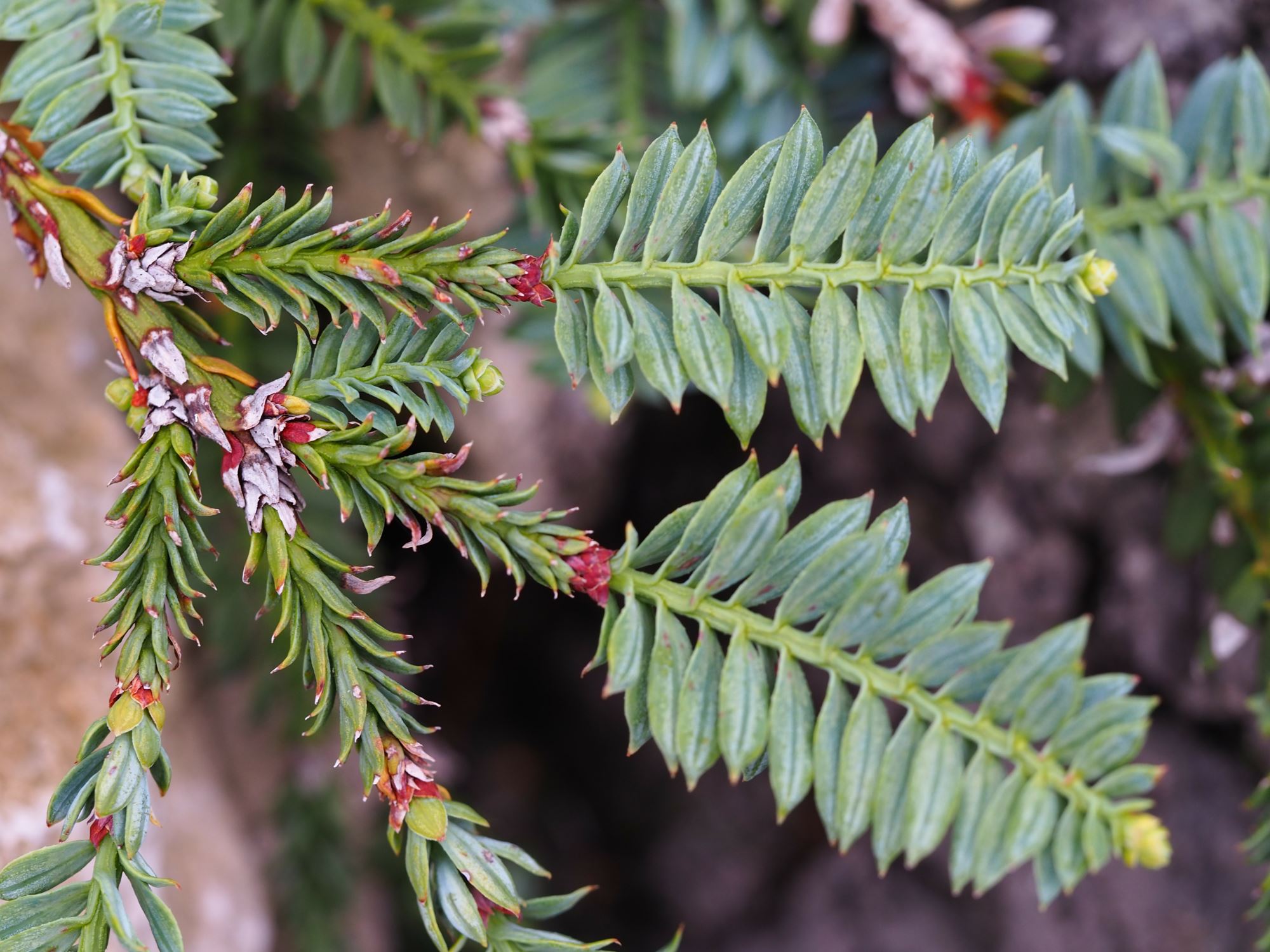 Image of Sequoia sempervirens 'Prostrata'