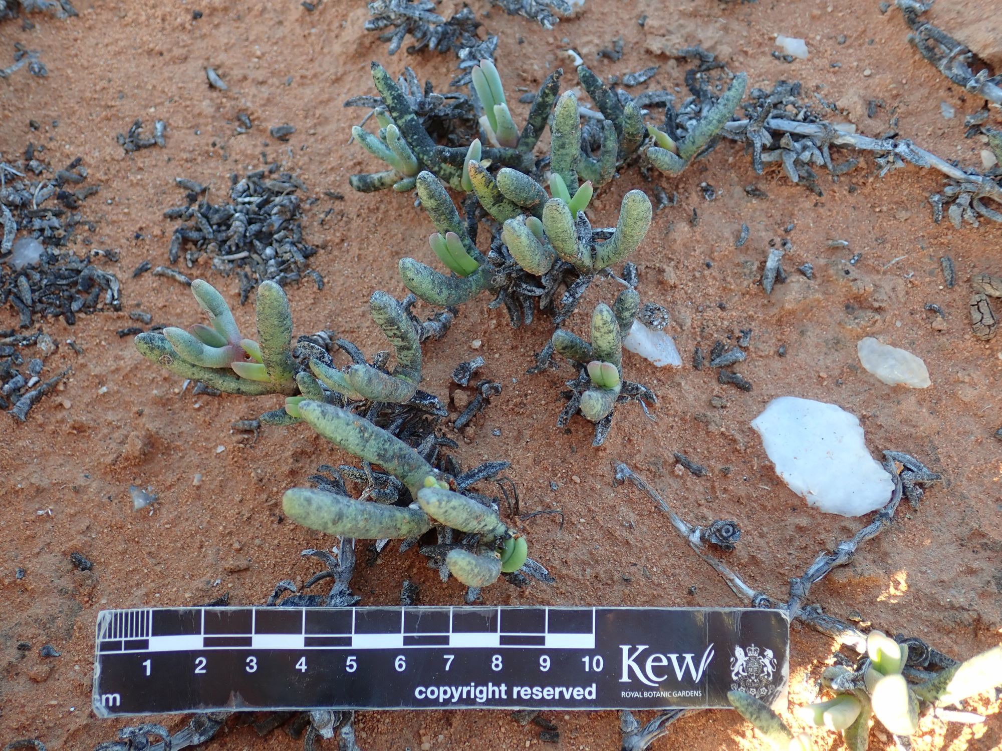 Image of Cephalophyllum sp.