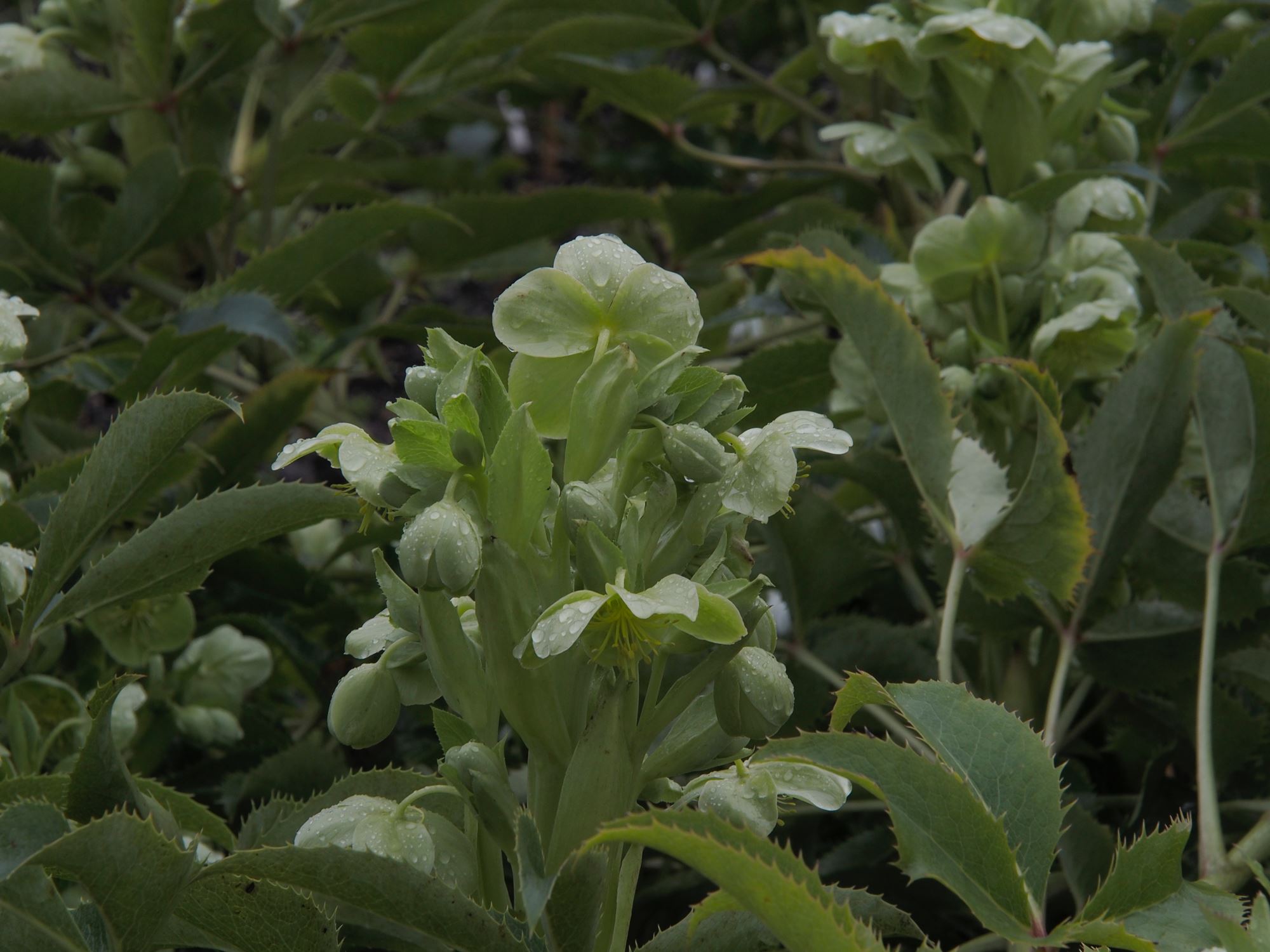 Image of Helleborus lividus subsp. corsicus