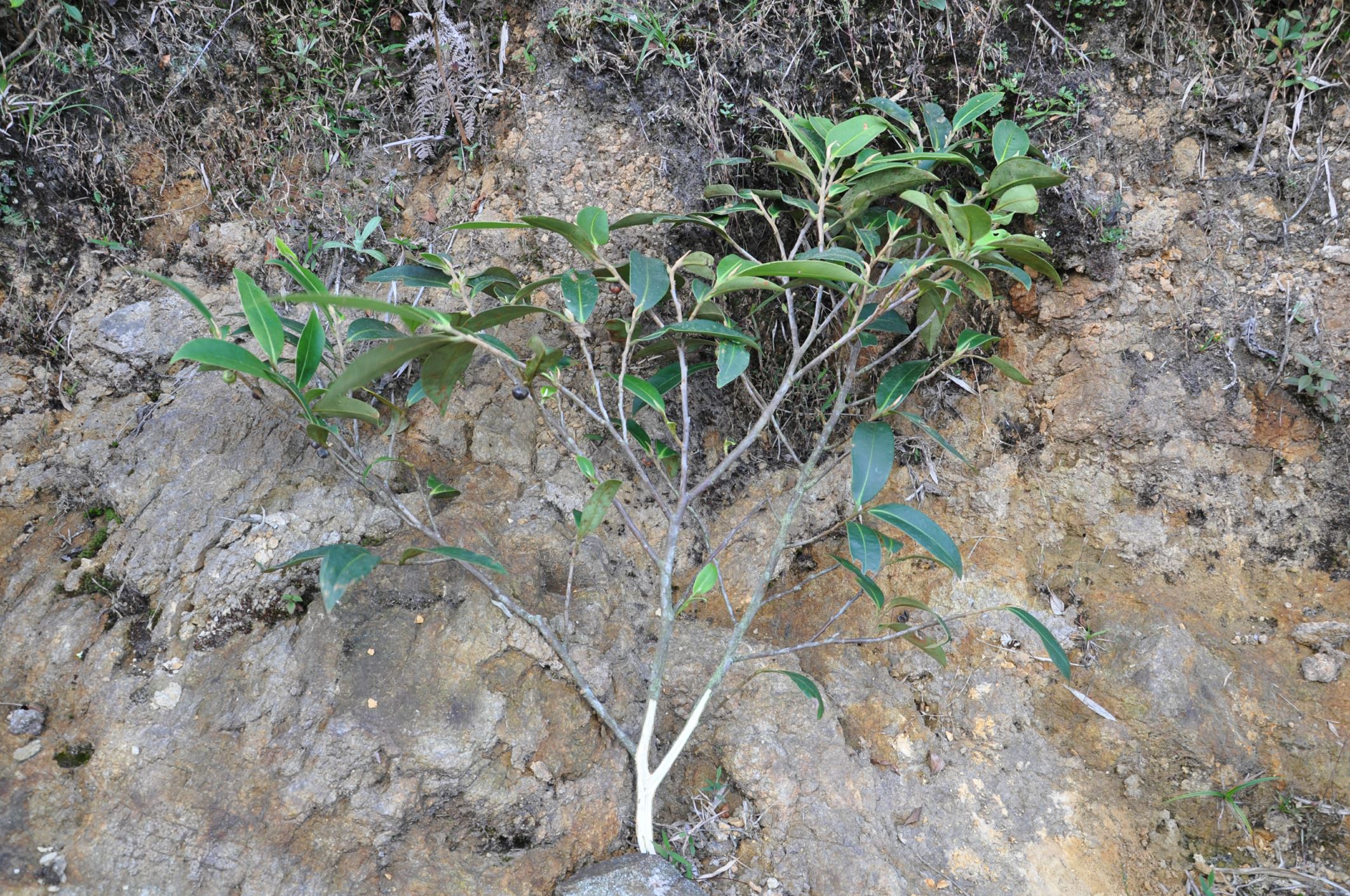 Image of Anneslea sp.