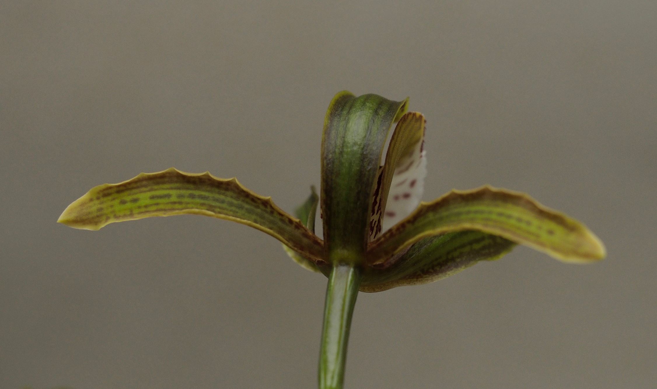 Image of Cymbidium erythraeum