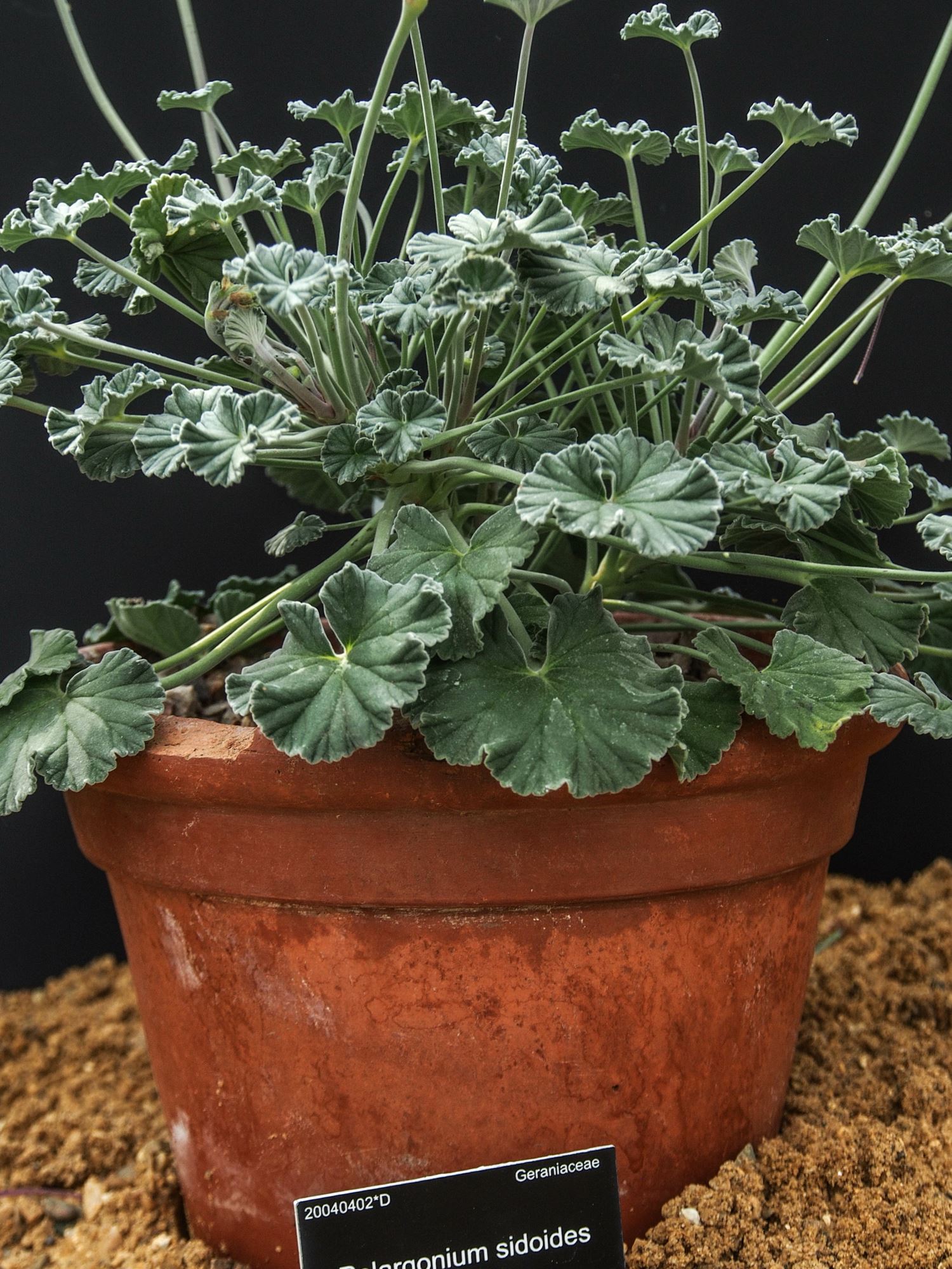 Image of Pelargonium sidoides
