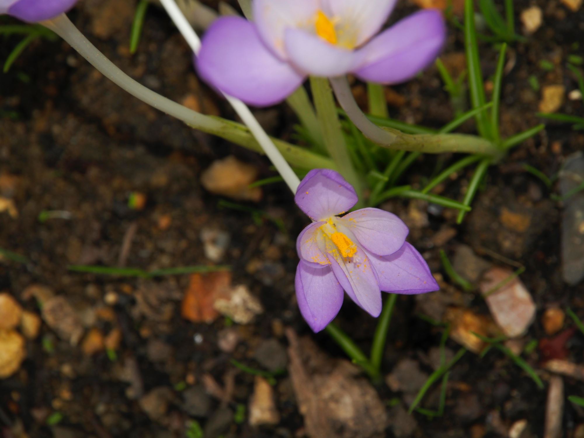 Image of Crocus goulimyi