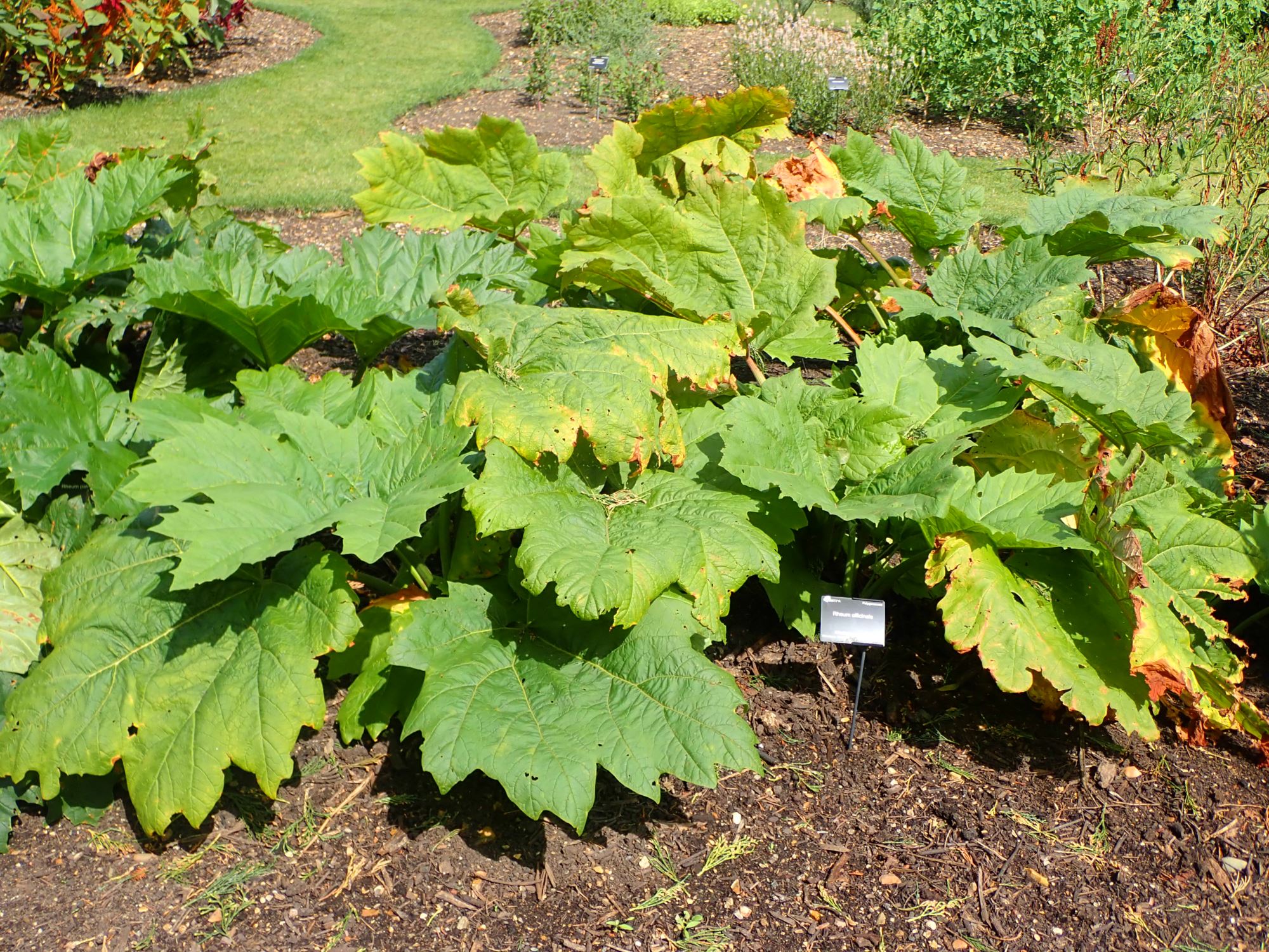 Image of Rheum officinale